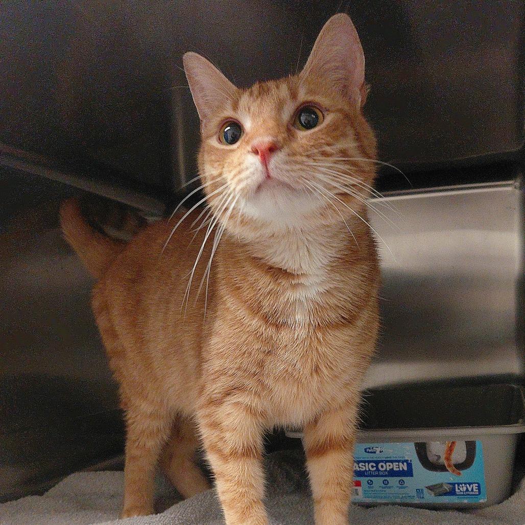 Enlarge Henry, a Adoptable Domestic Short Hair in Harrisonburg, VA image 5/6