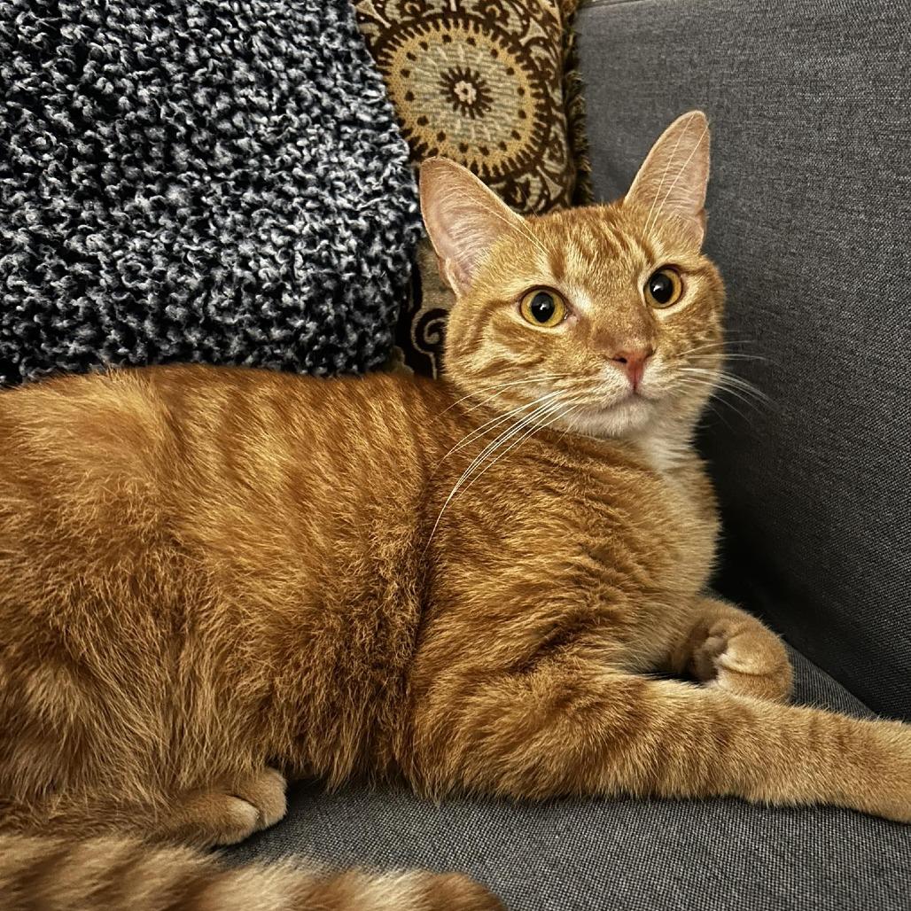 Enlarge Henry, a Adoptable Domestic Short Hair in Harrisonburg, VA image 6/6