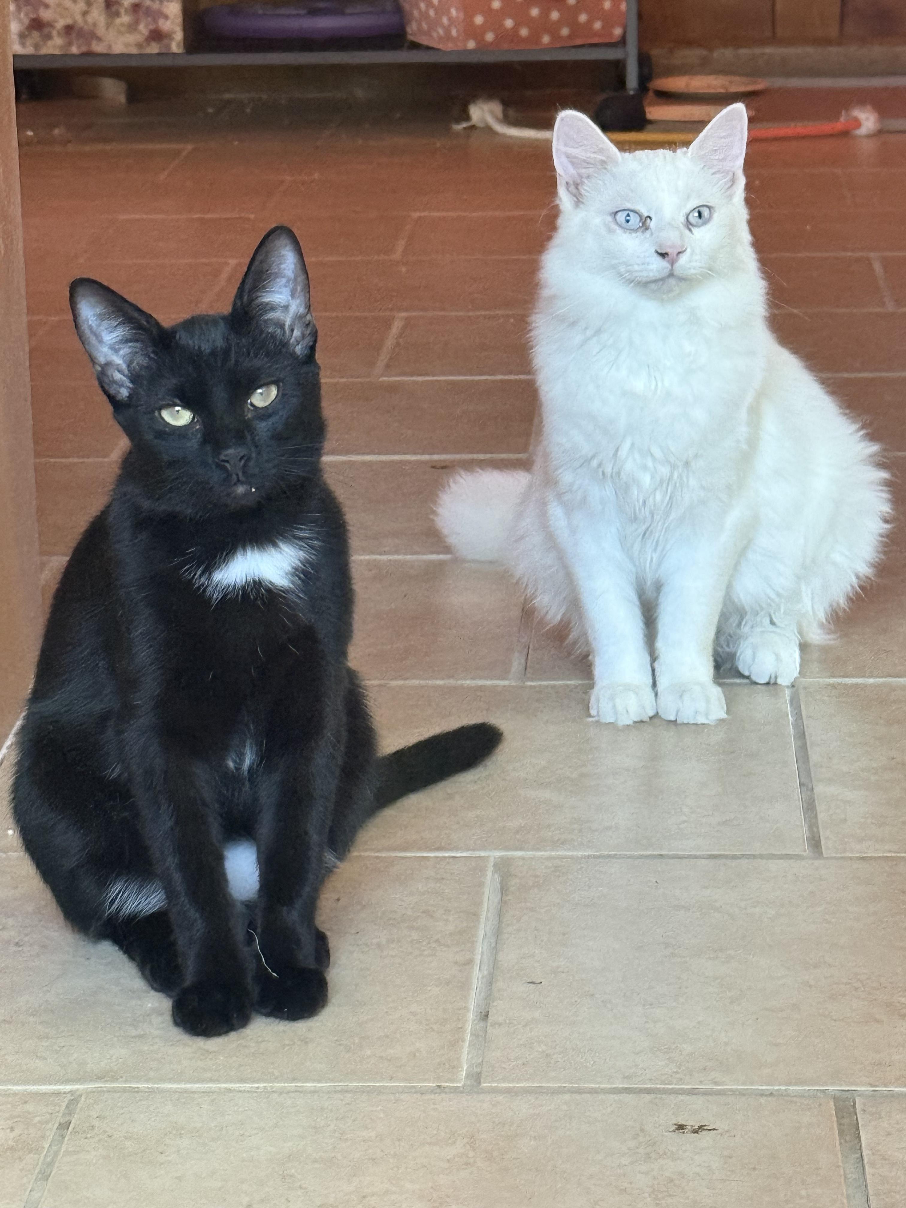 Mothman, a Adoptable mixed breed in Albuquerque, NM image 2/4