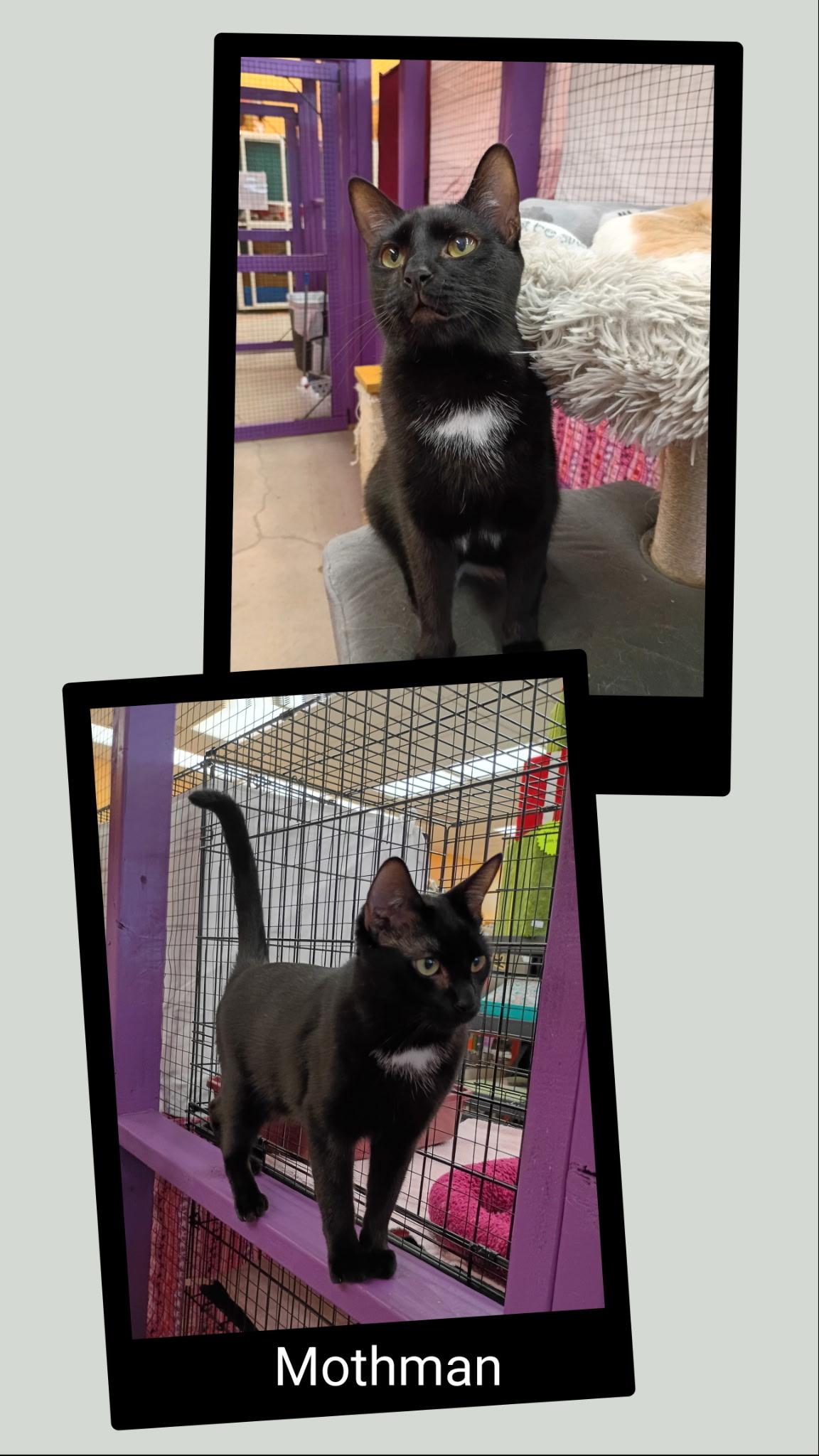 Mothman, a Adoptable mixed breed in Albuquerque, NM image 4/4