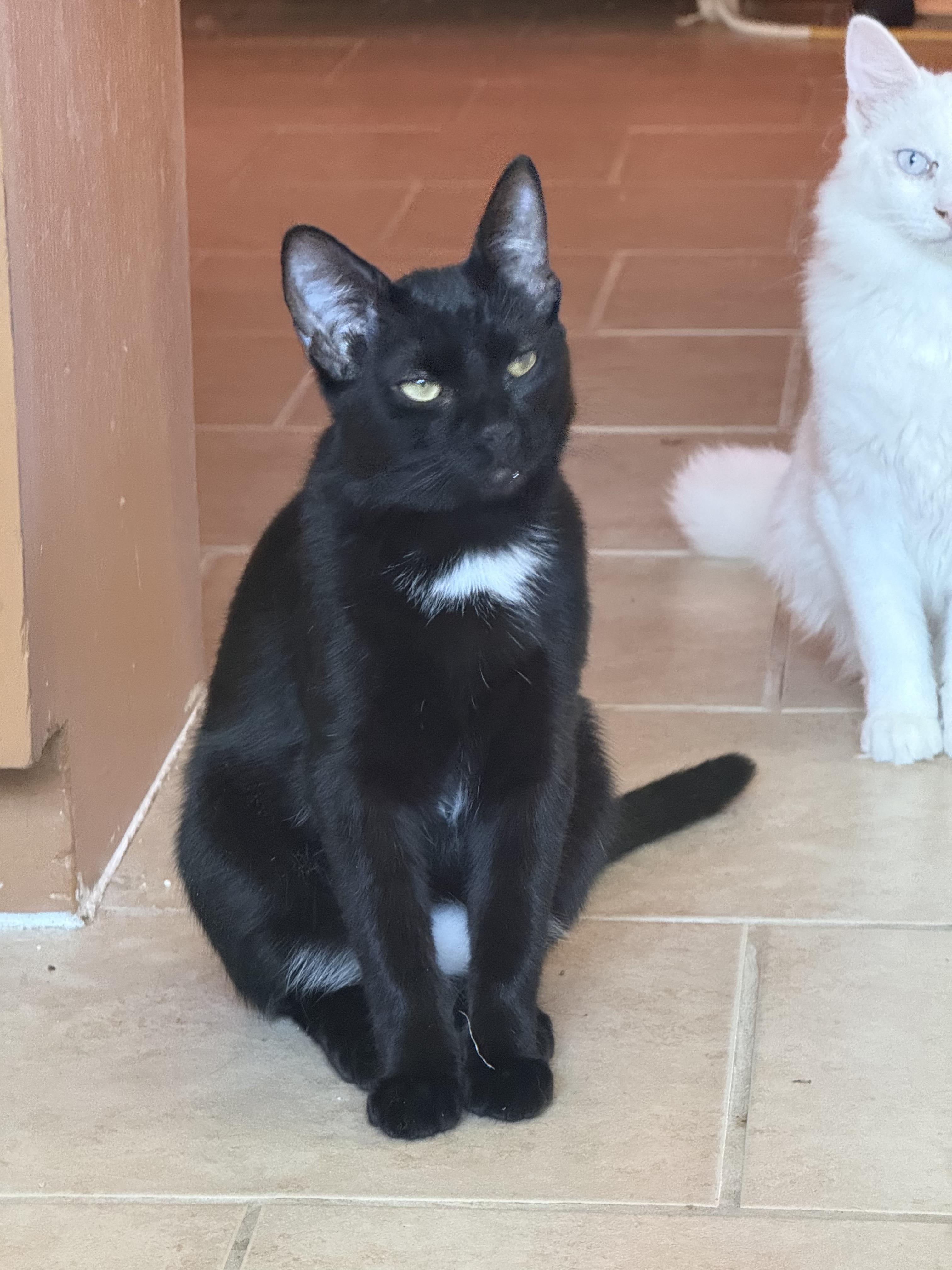 Mothman, a Adoptable mixed breed in Albuquerque, NM image 3/4