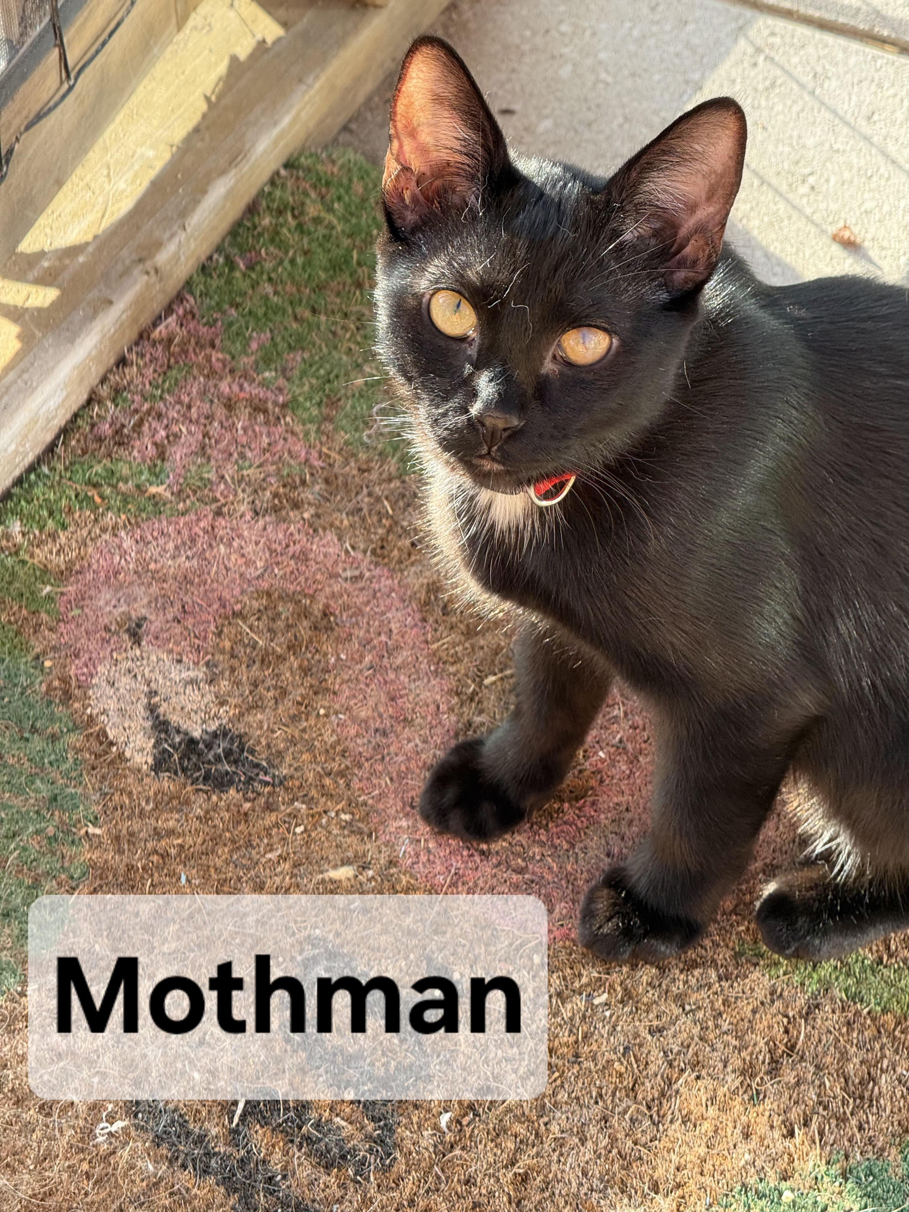Mothman, a Adoptable mixed breed in Albuquerque, NM image 4/4