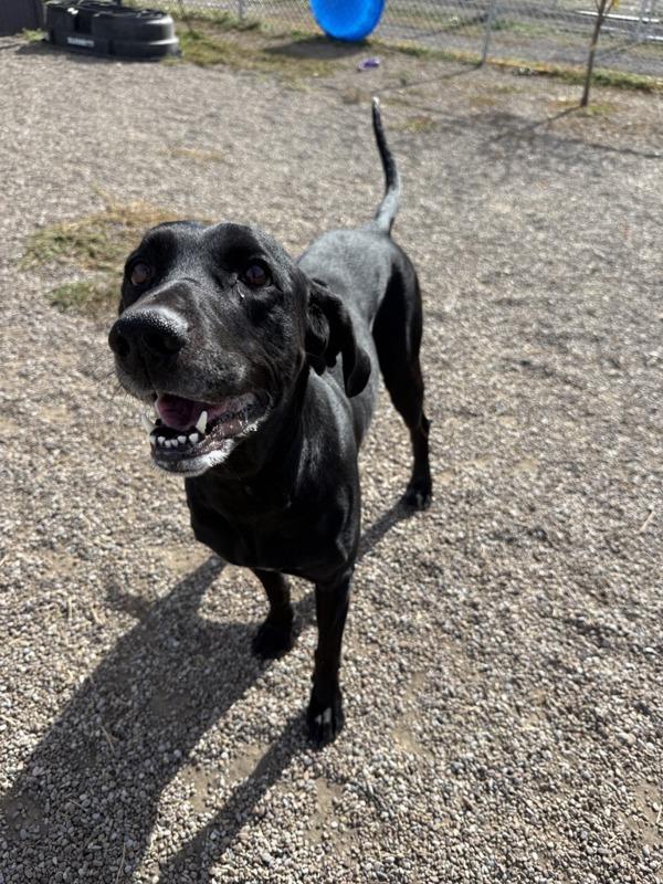 Christie, Adoptable, Adult Female Mixed Breed & Labrador Retriever.