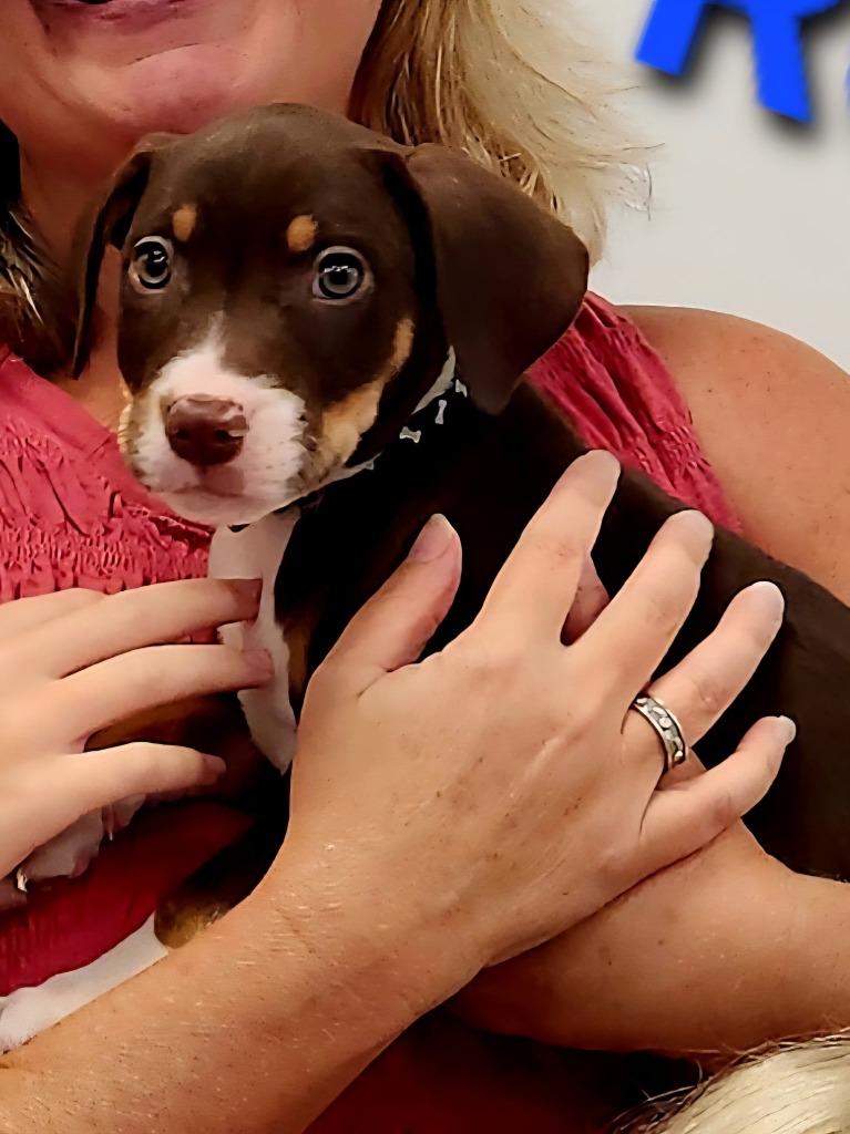 Rollo, Adopted, Puppy Male Labrador Retriever.