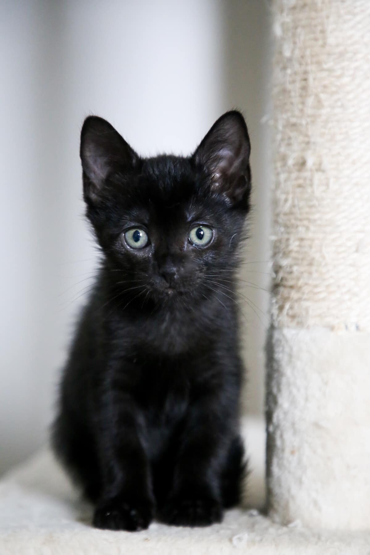 Enlarge Jujube, a Adoptable mixed breed in Fort Worth, TX image 3/6