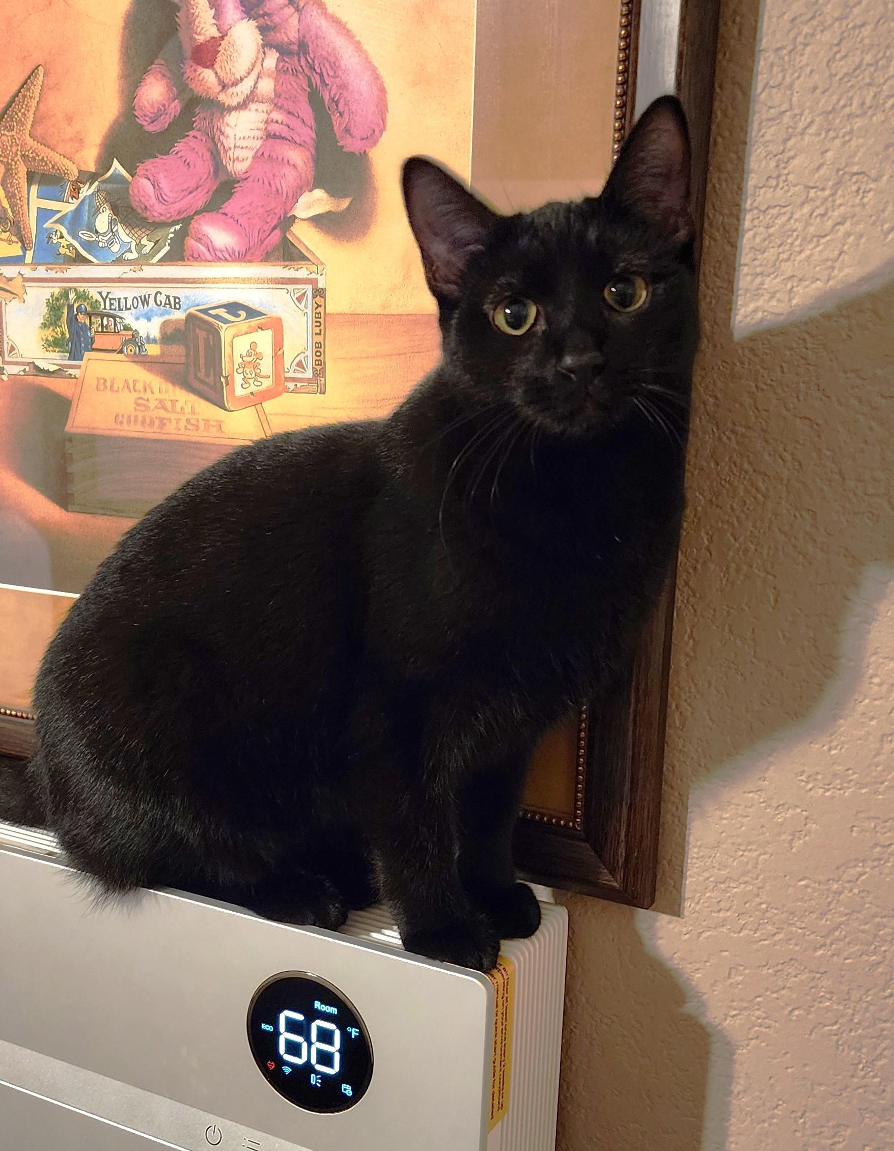 Jujube, Adoptable, Kitten Female Domestic Short Hair & Bombay.