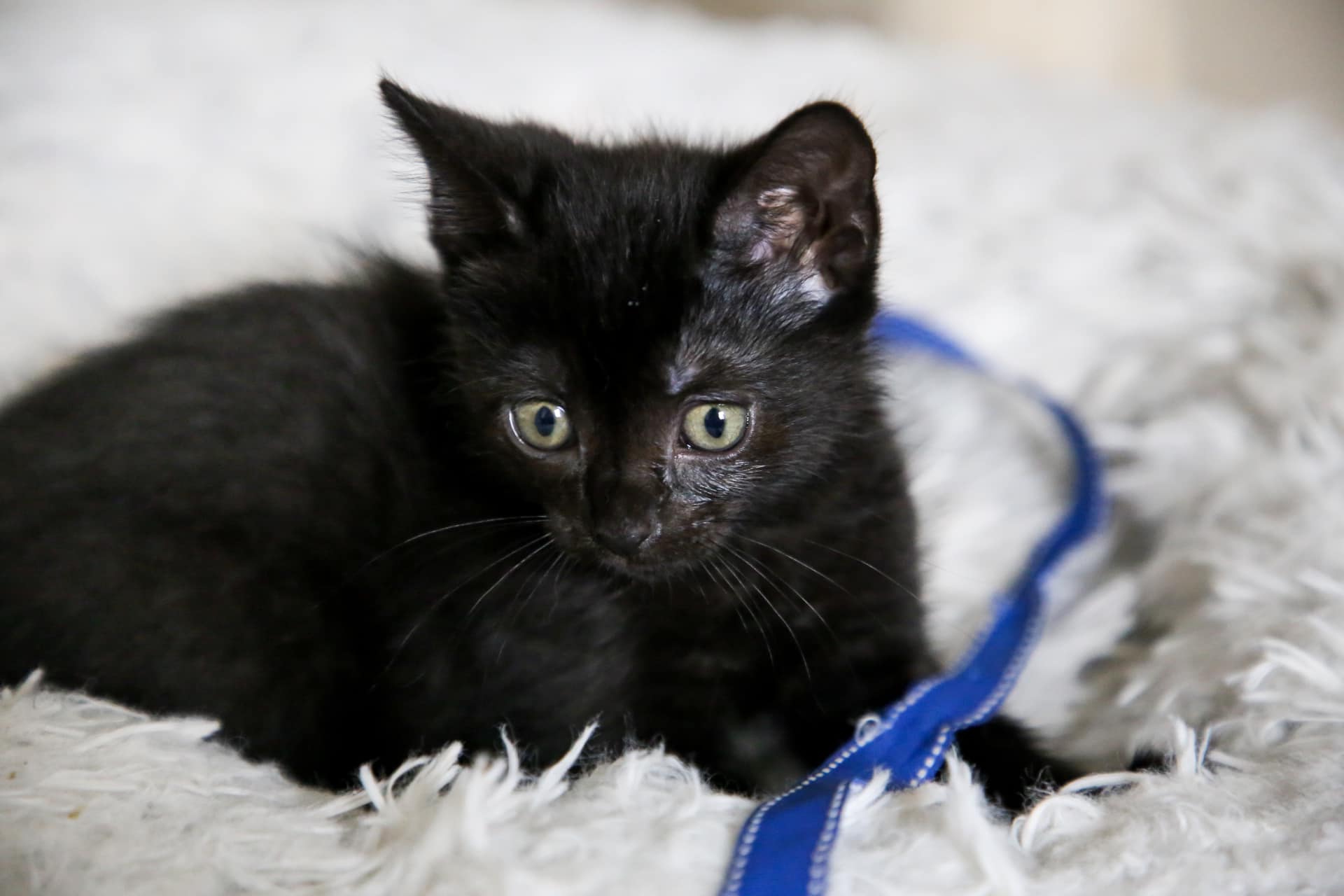 Enlarge Jujube, a Adoptable mixed breed in Fort Worth, TX image 4/6