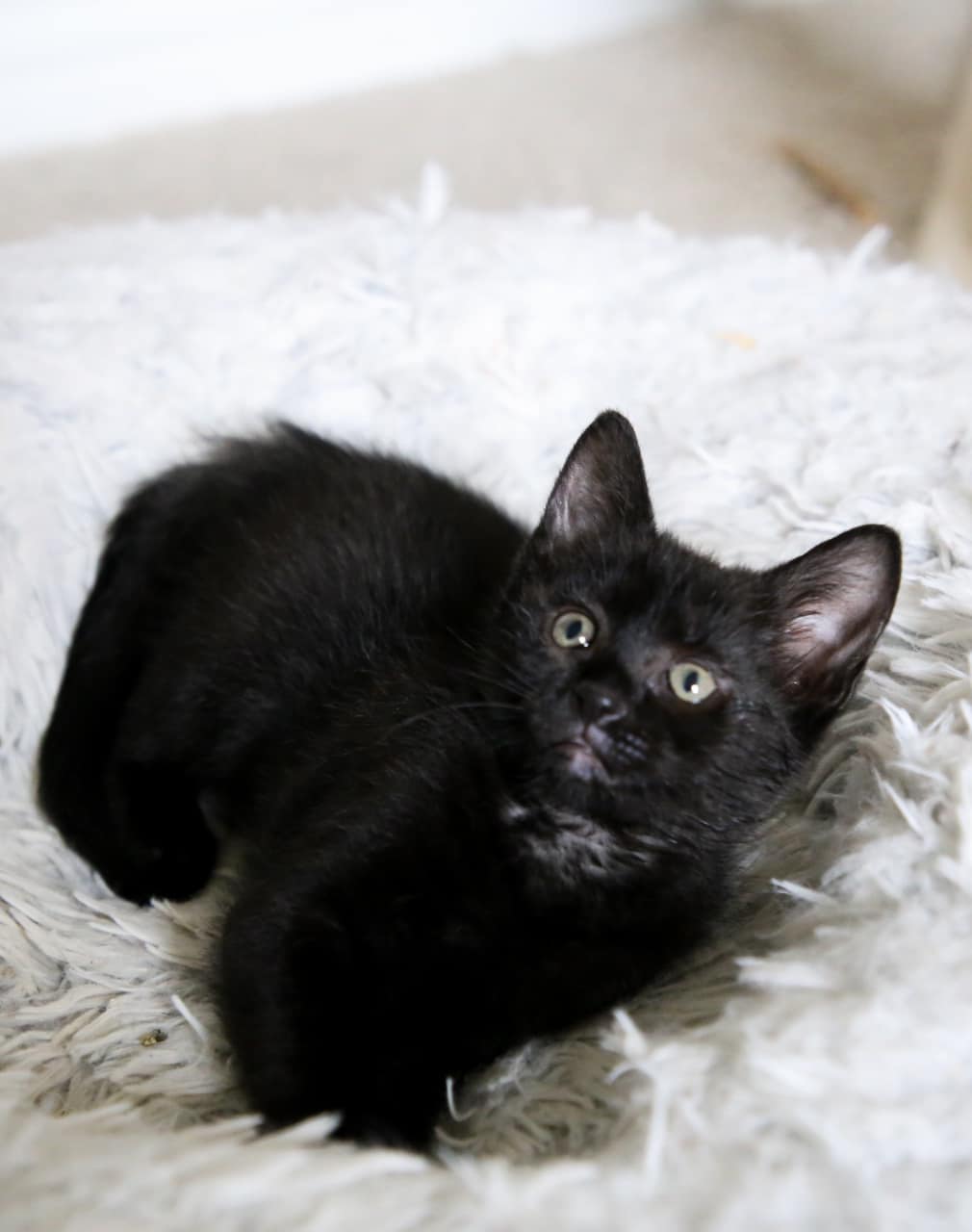 Enlarge Jujube, a Adoptable mixed breed in Fort Worth, TX image 6/6