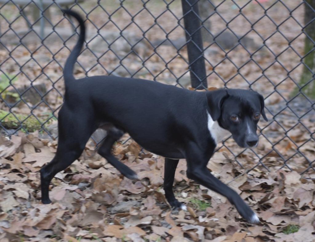 Polo, Adoptable, Young Male Chihuahua & Miniature Pinscher.