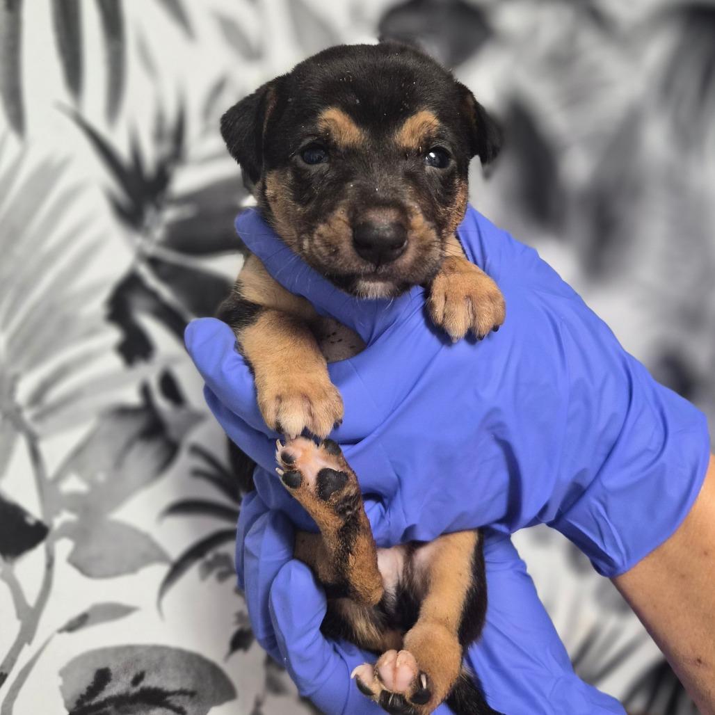 Enlarge Wayne, a Adoptable Shepherd in Wahiawa, HI image 1/1