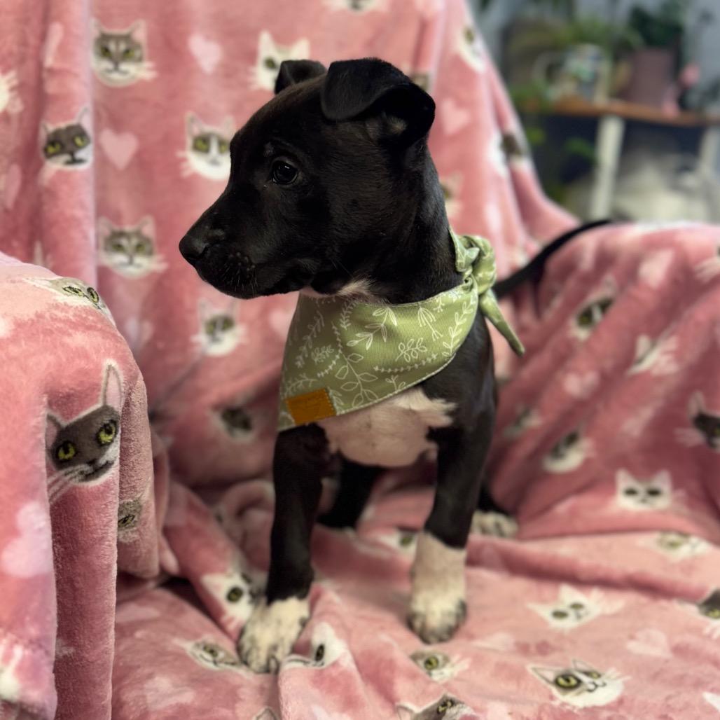 Angelo, Adoptable, Puppy Male Mixed Breed.