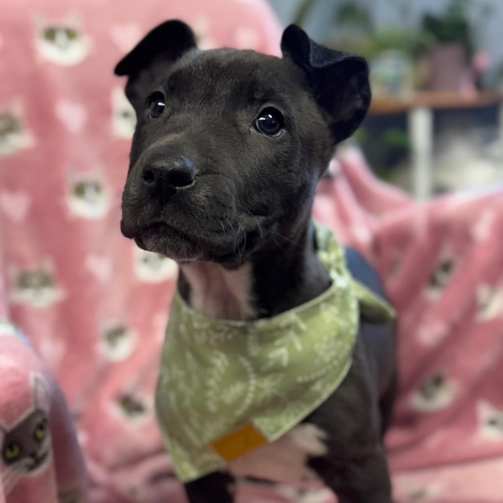 Enlarge Angelo, a Adoptable Mixed Breed in Hendersonville, NC image 2/6