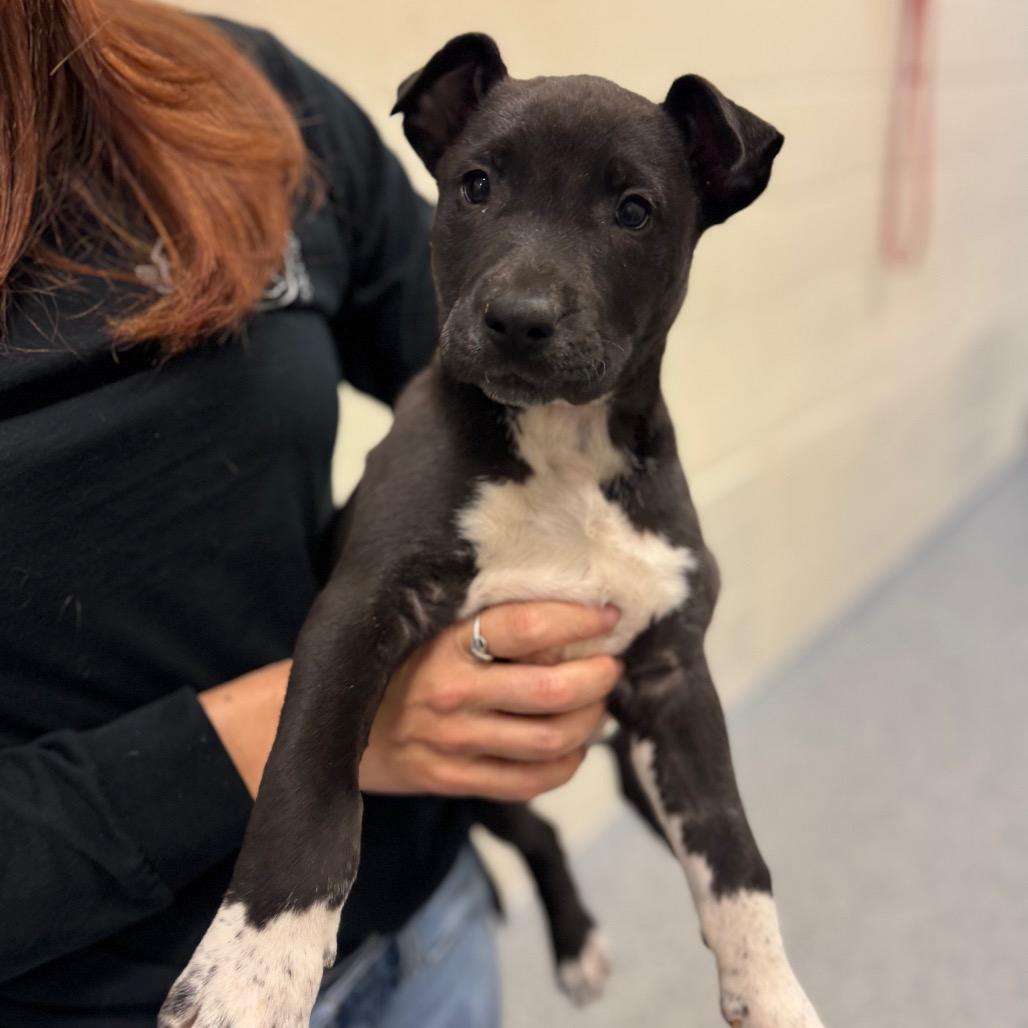 Enlarge Angelo, a Adoptable Mixed Breed in Hendersonville, NC image 3/6