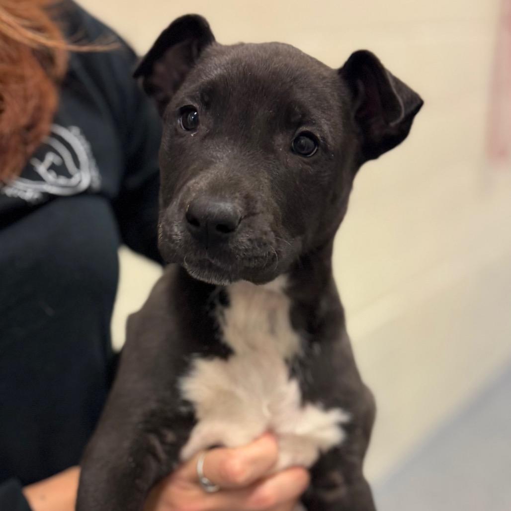 Enlarge Angelo, a Adoptable Mixed Breed in Hendersonville, NC image 4/6