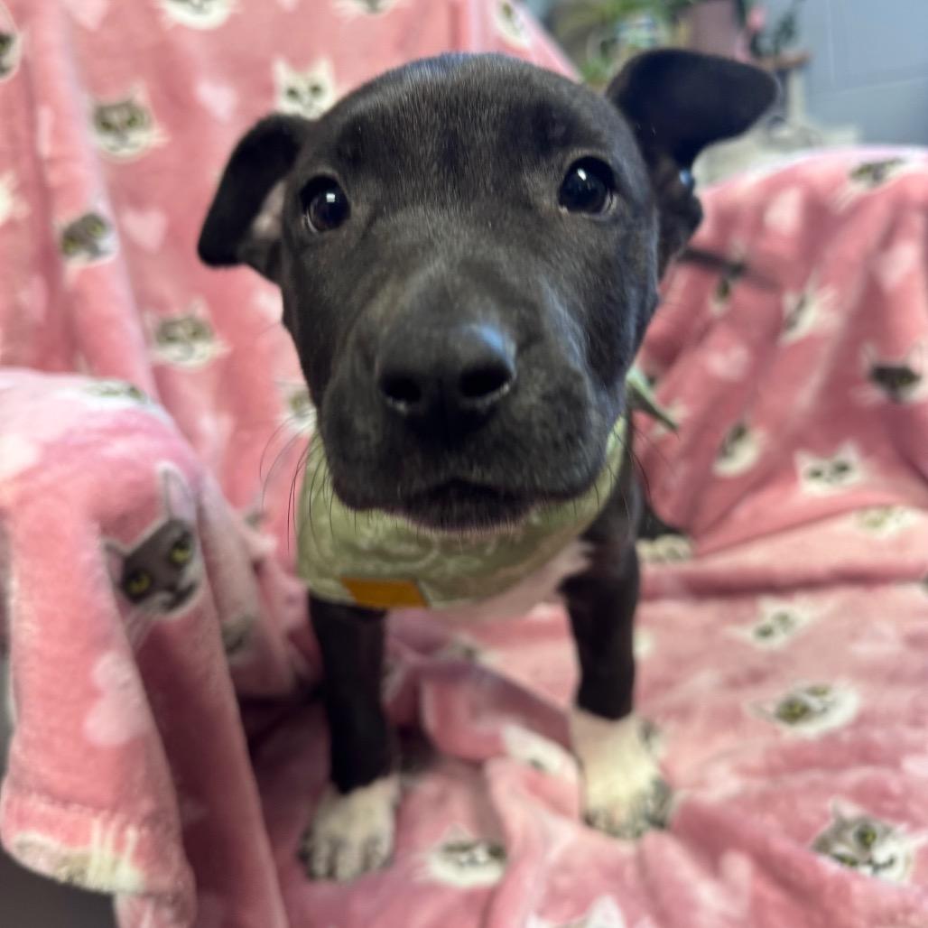 Enlarge Angelo, a Adoptable Mixed Breed in Hendersonville, NC image 5/6