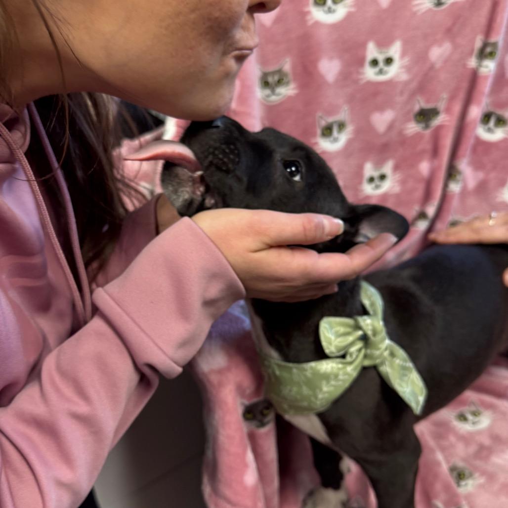 Enlarge Angelo, a Adoptable Mixed Breed in Hendersonville, NC image 6/6