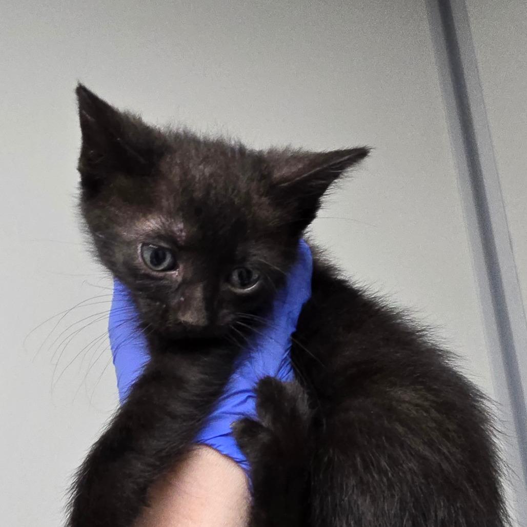 Enlarge Aster, a Adoptable Domestic Short Hair in Concord, NC image 1/2