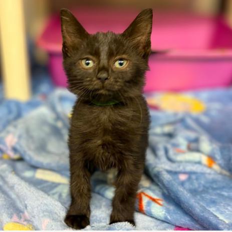 Enlarge Aster, a Adoptable Domestic Short Hair in Concord, NC image 2/2