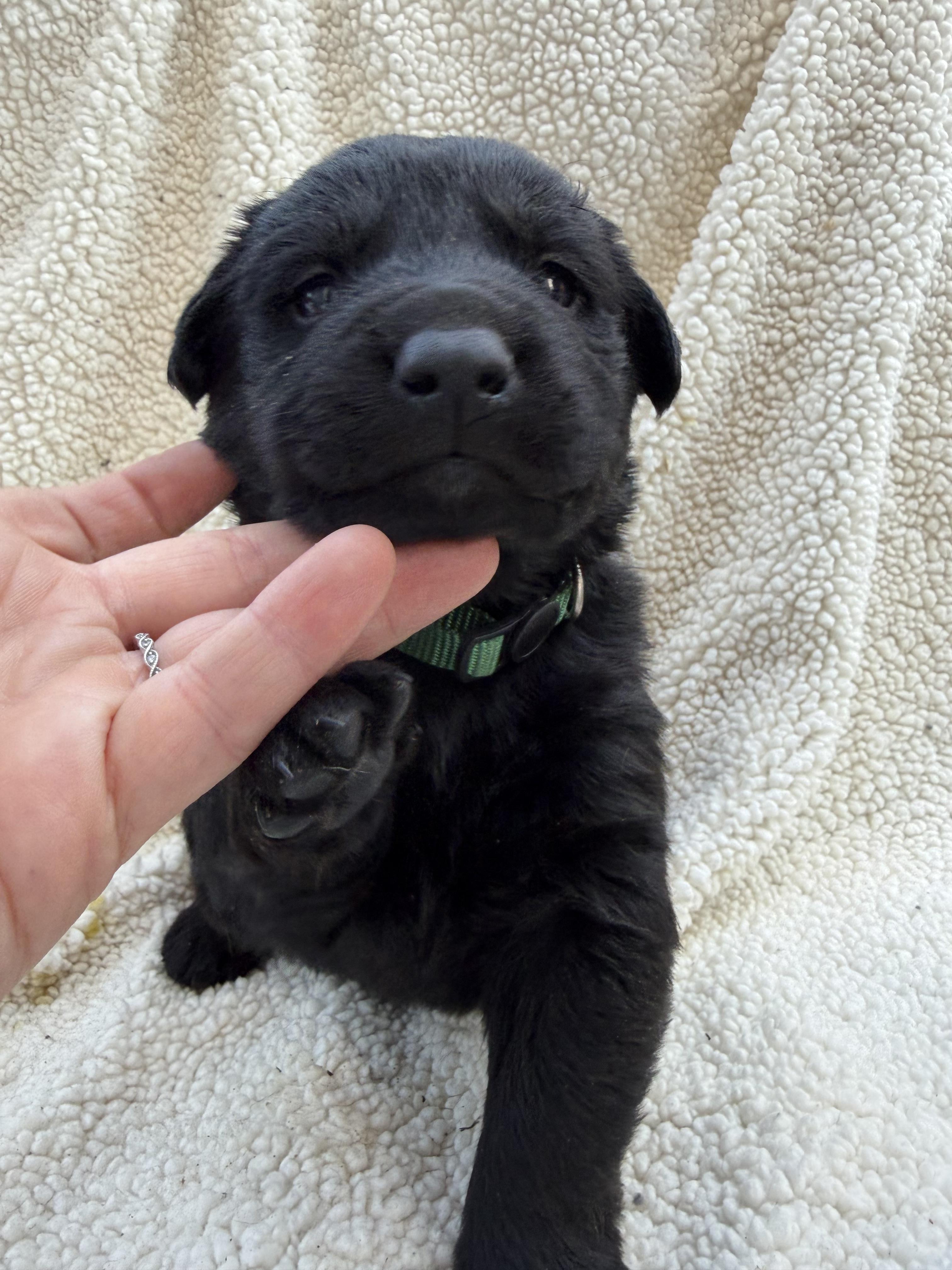 FIG NEWTON, a Adoptable mixed breed in Discovery Bay, CA image 1/2