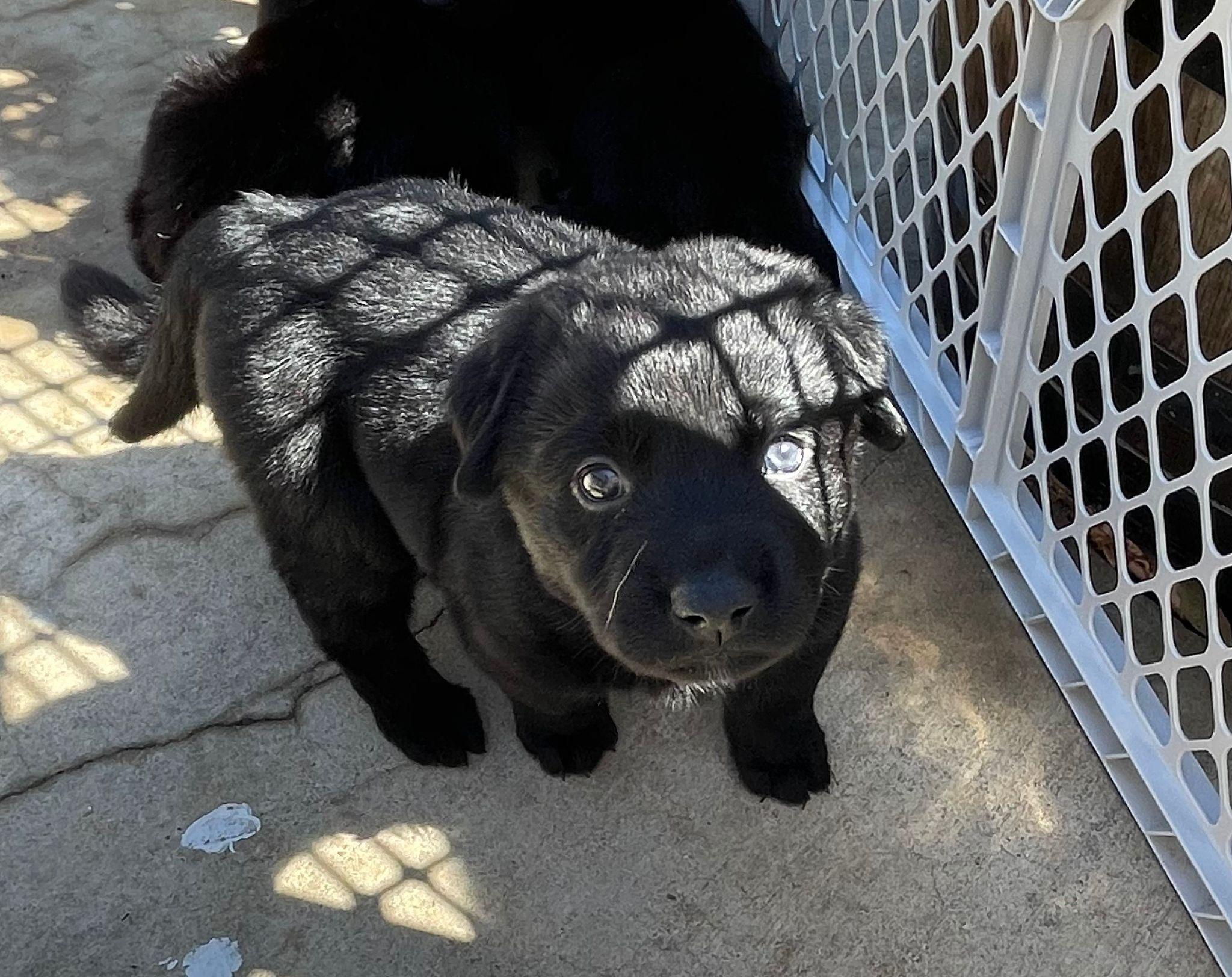 FIG NEWTON, a Adoptable mixed breed in Discovery Bay, CA image 2/2