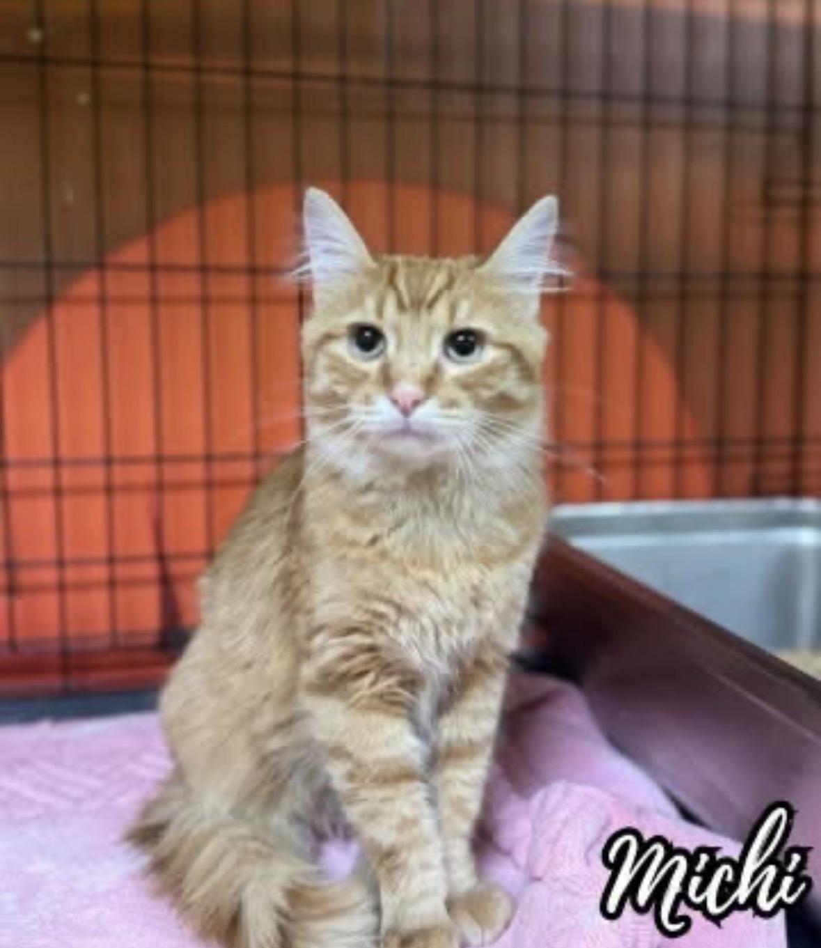 Michi , adopted, Young Male Domestic Medium Hair.