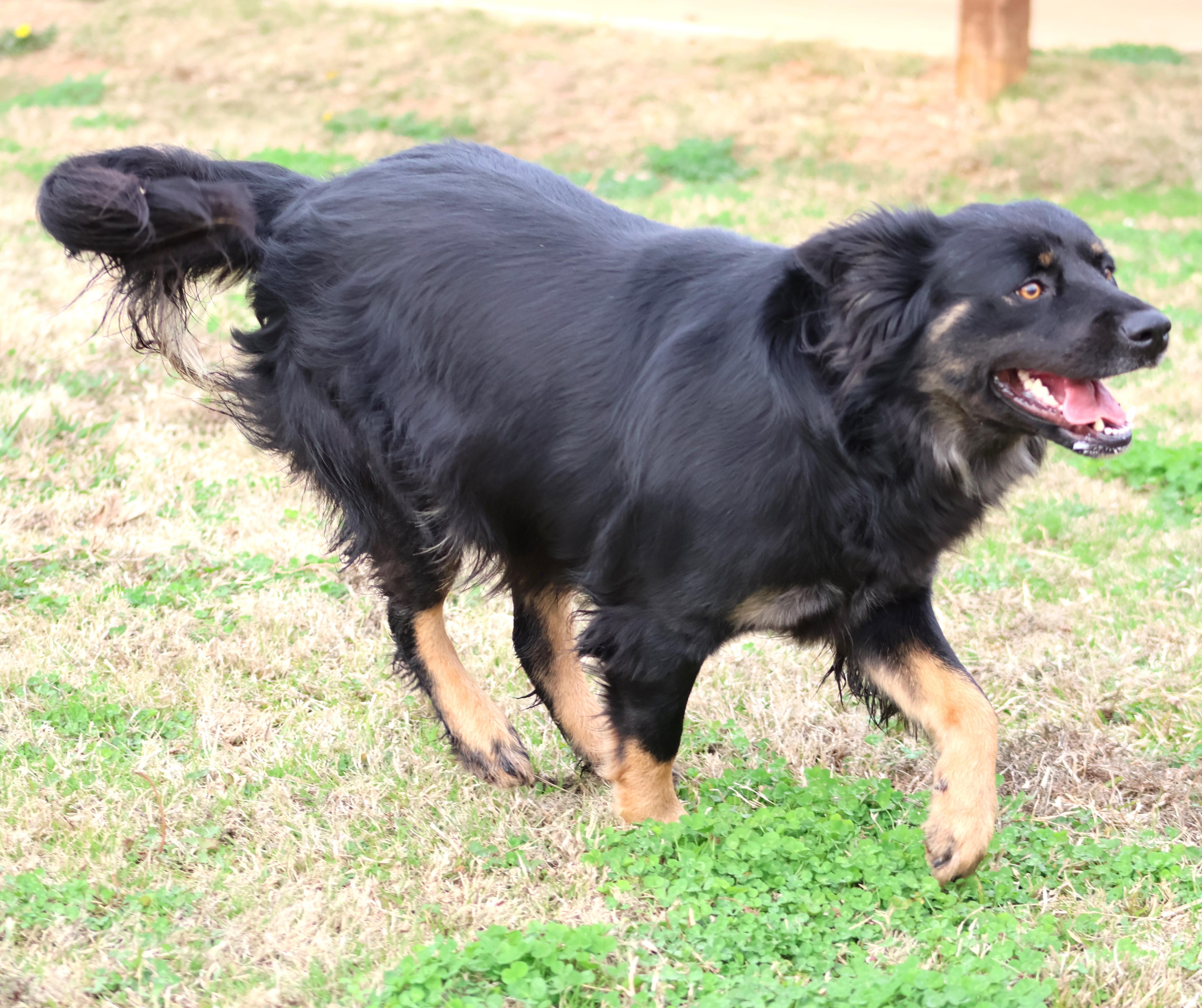 Enlarge GEORGIA, a Adoptable mixed breed in Appling, GA image 1/1