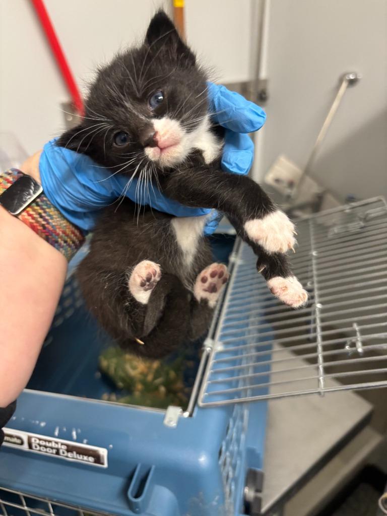 William Riker, Adoptable, Kitten Male Abyssinian.