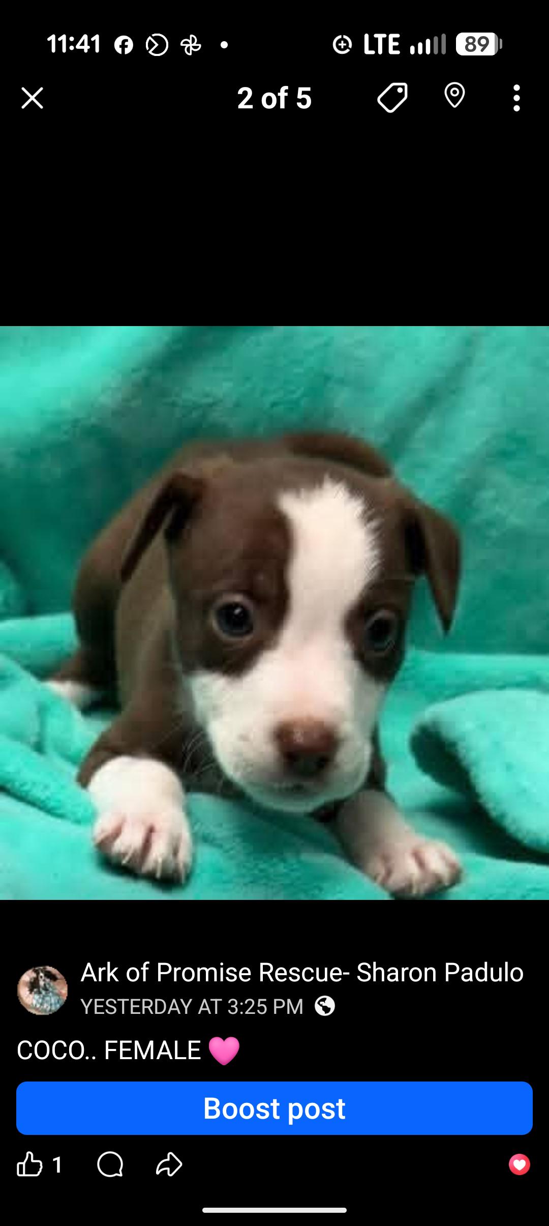 COCO, adopted, Puppy Female Chocolate Labrador Retriever.