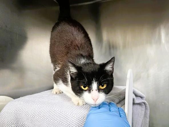 Enlarge CHICKADEE, a Adoptable Domestic Short Hair in Palo Alto, CA image 1/1
