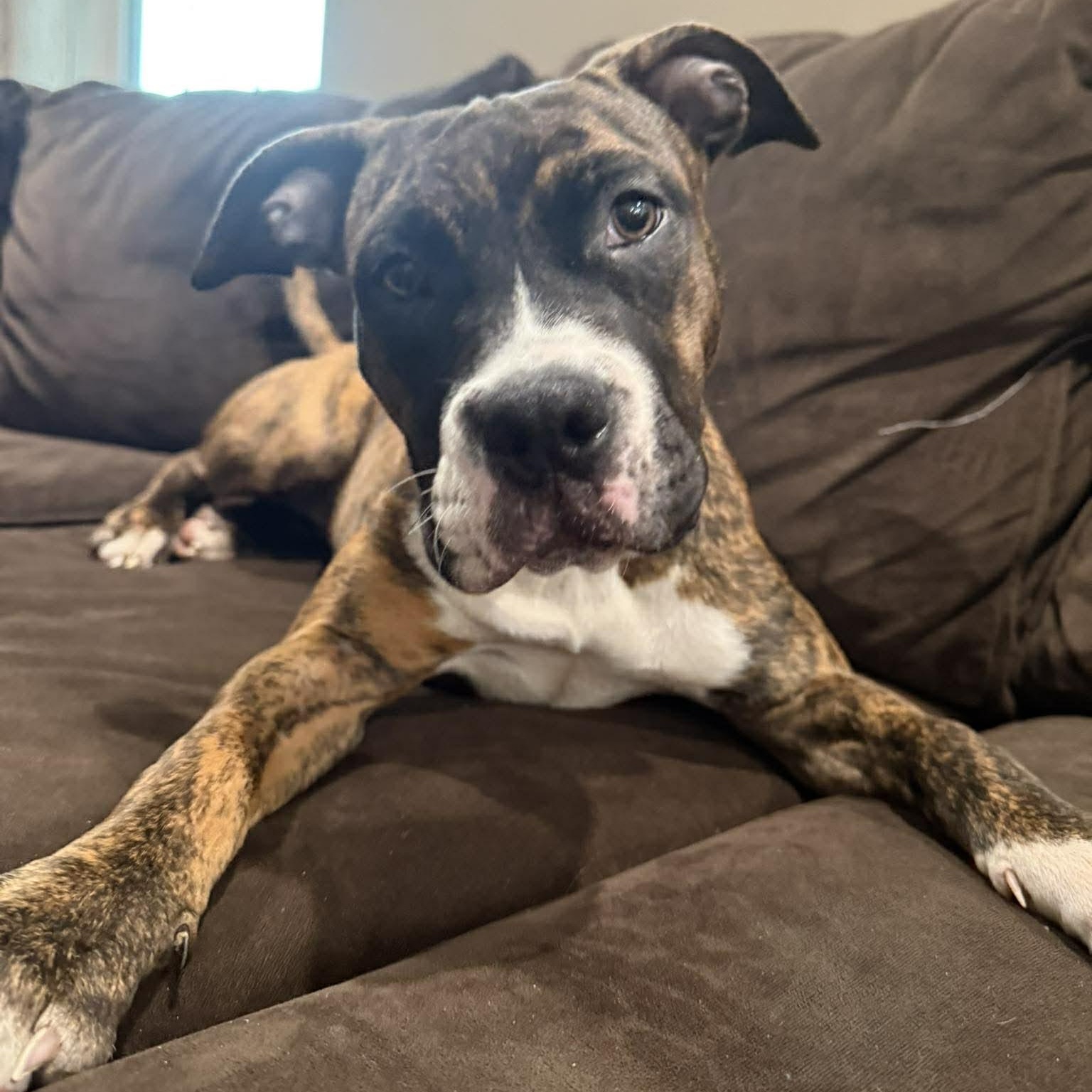 Enlarge Brooklyn, a Adoptable mixed breed in North Chili, NY image 2/6