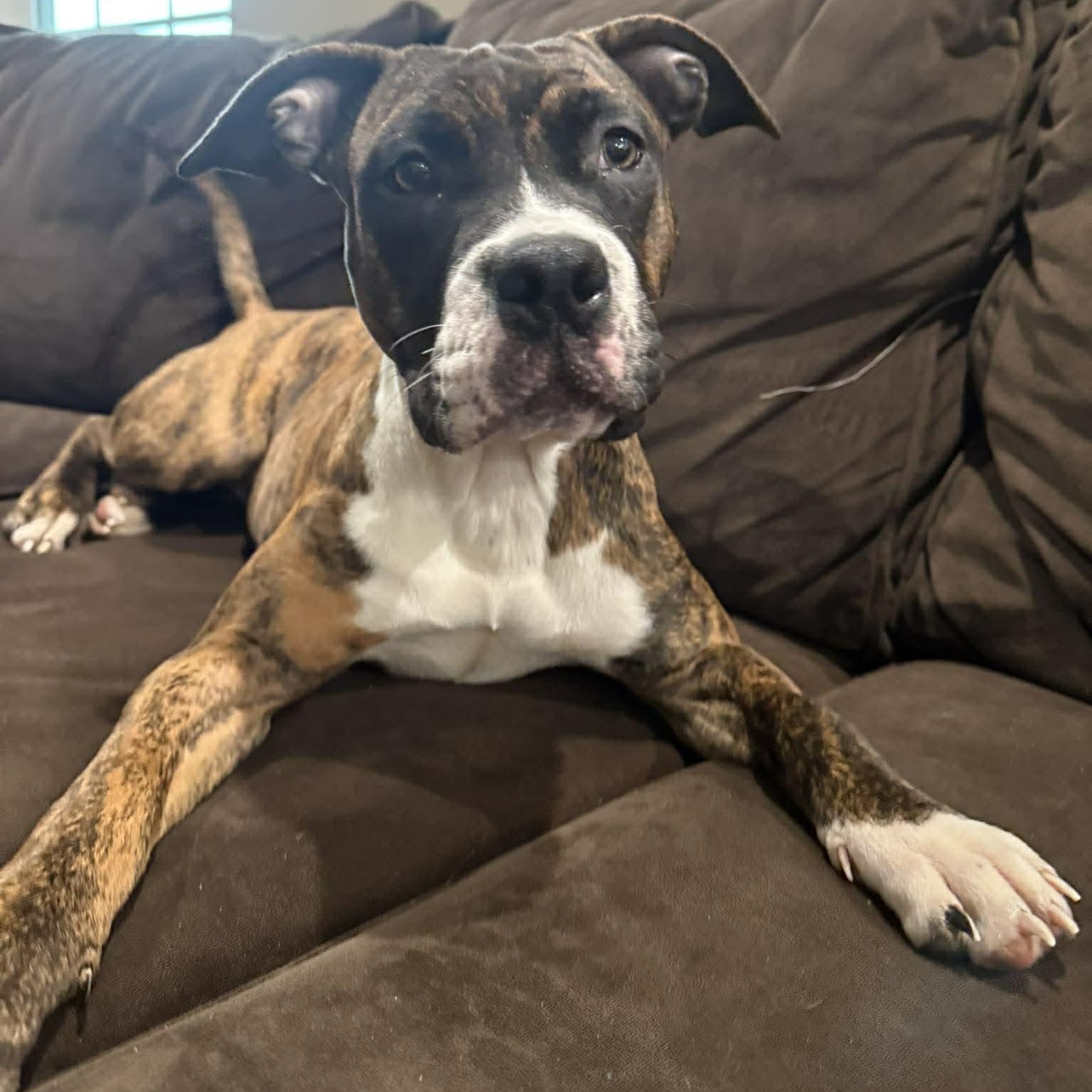 Brooklyn, Adoptable, Puppy Female Mixed Breed & Pit Bull Terrier.