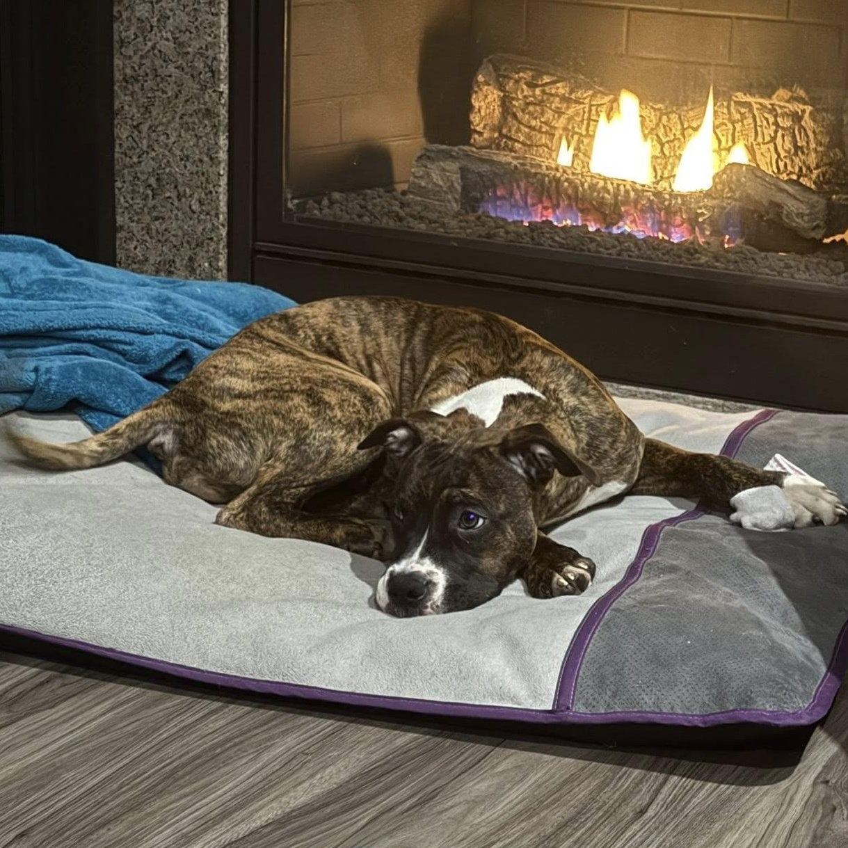 Enlarge Brooklyn, a Adoptable mixed breed in North Chili, NY image 3/6