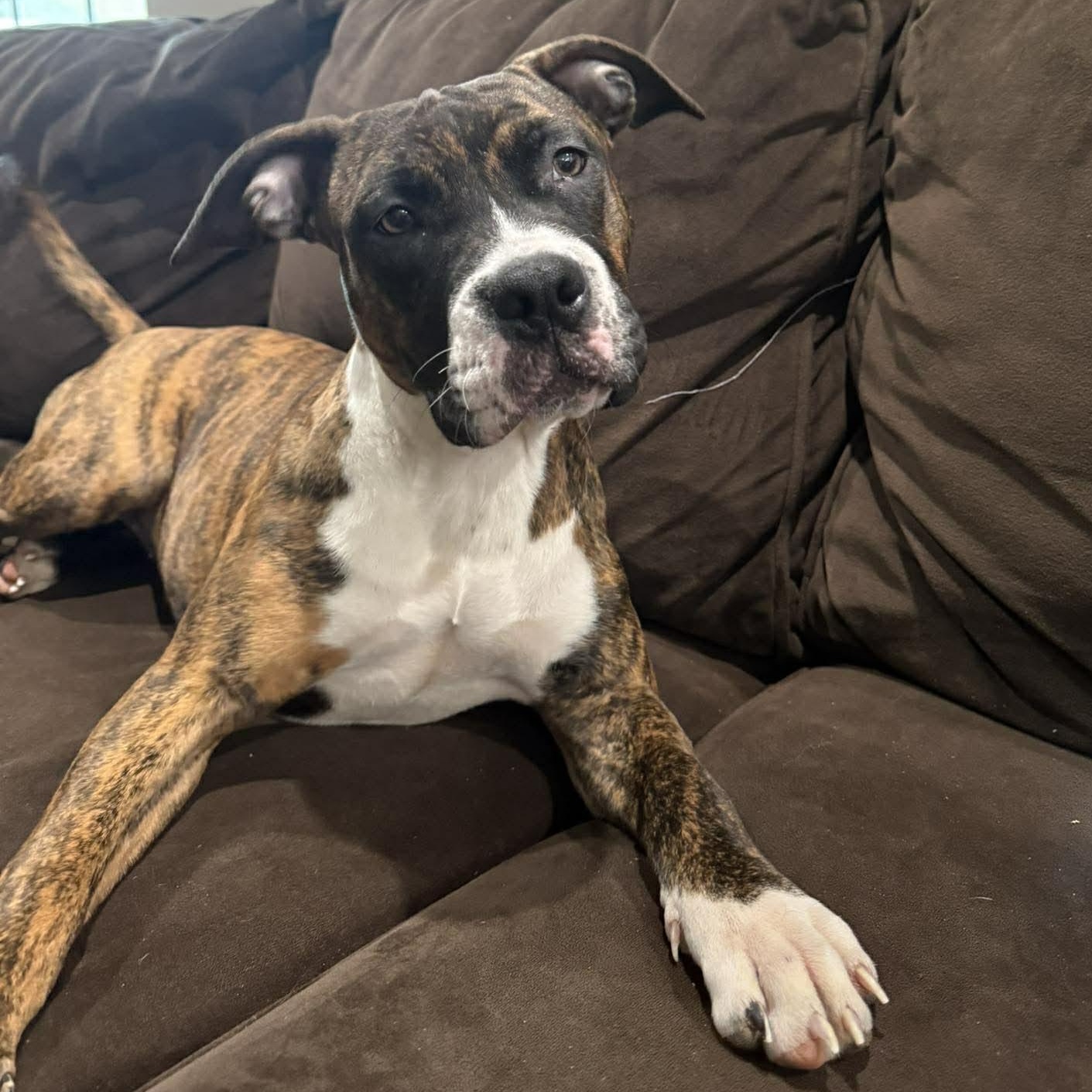 Enlarge Brooklyn, a Adoptable mixed breed in North Chili, NY image 5/6