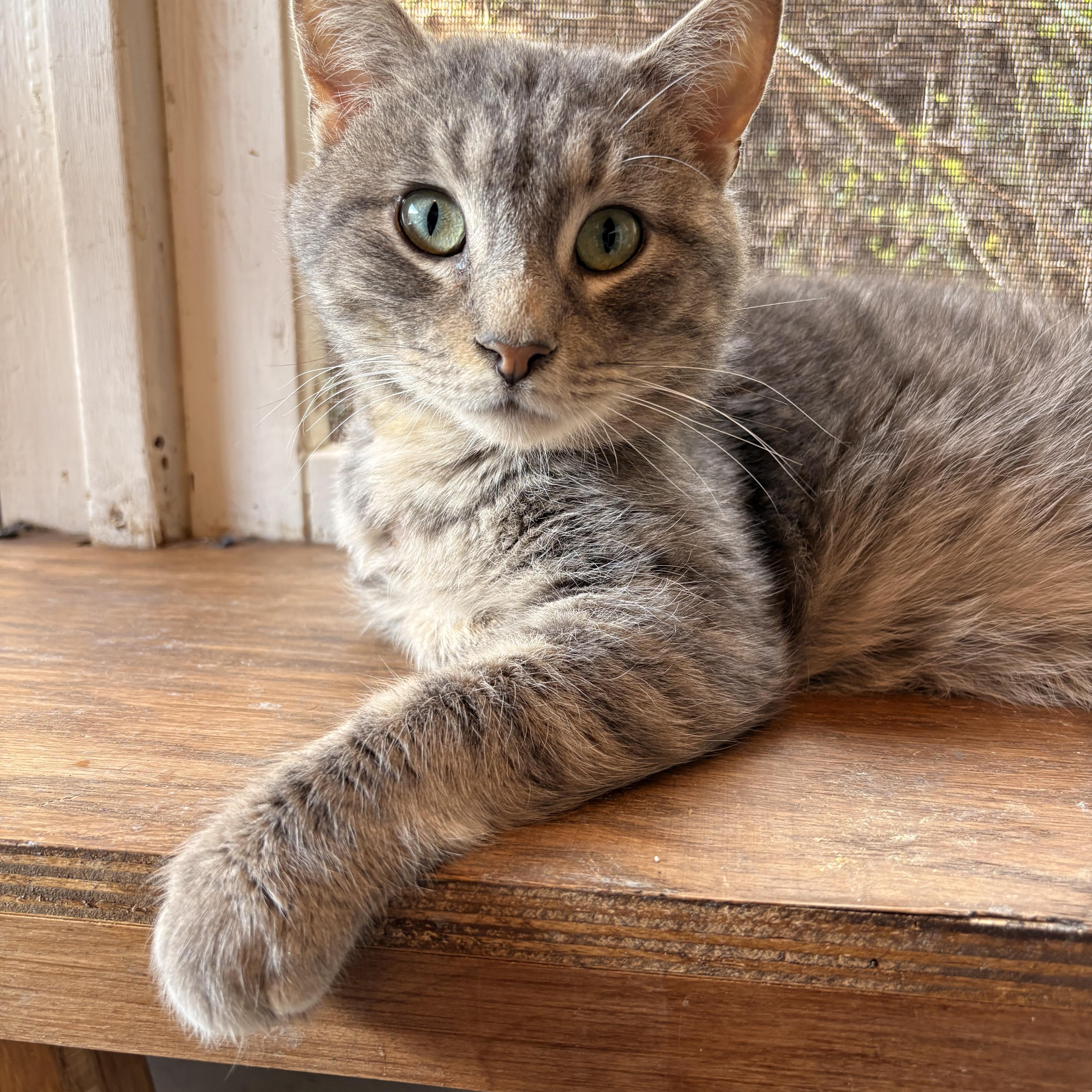 Enlarge Merlin, a ADOPTABLE Domestic Short Hair in White Oak, PA image 2/4