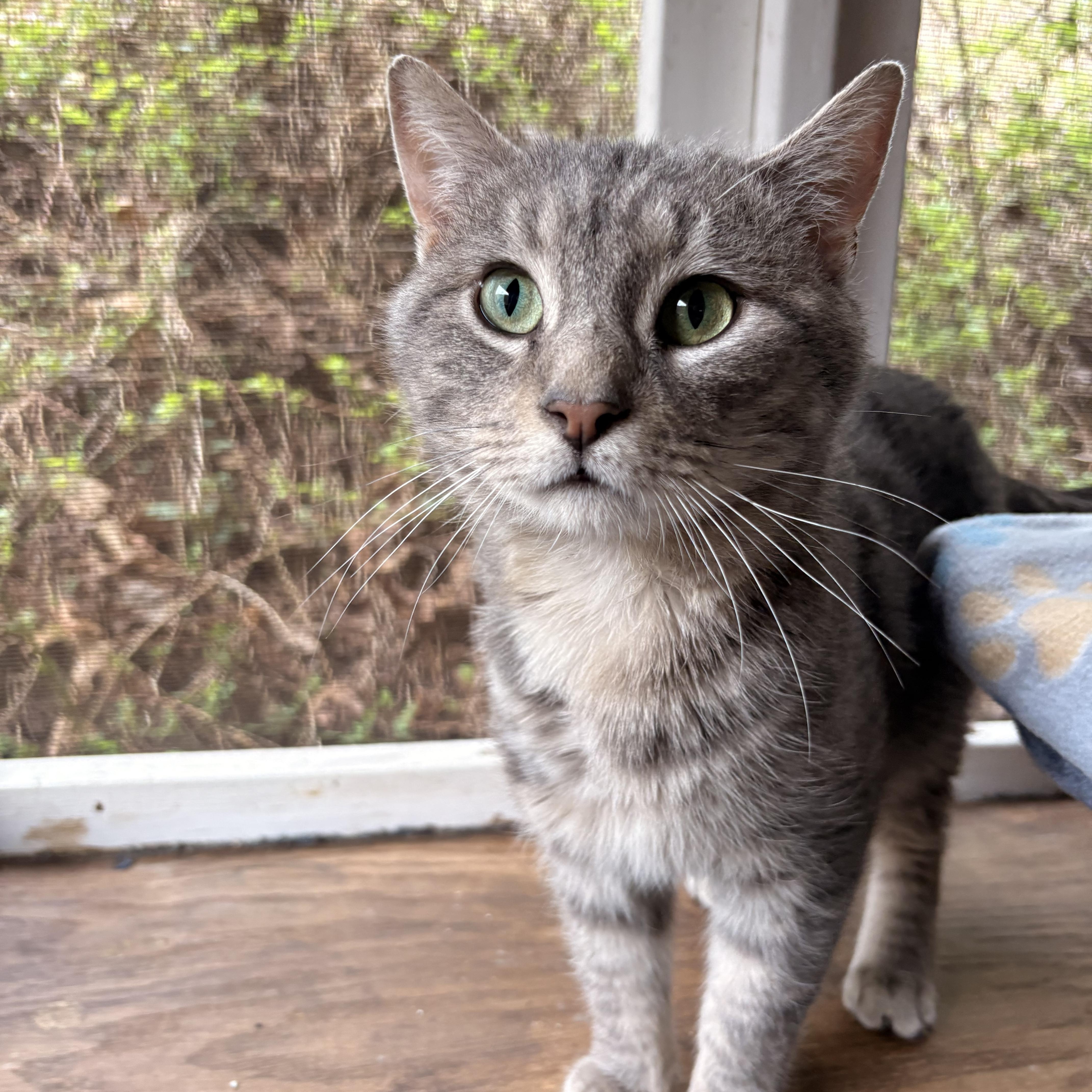 Enlarge Merlin, a ADOPTABLE Domestic Short Hair in White Oak, PA image 1/4
