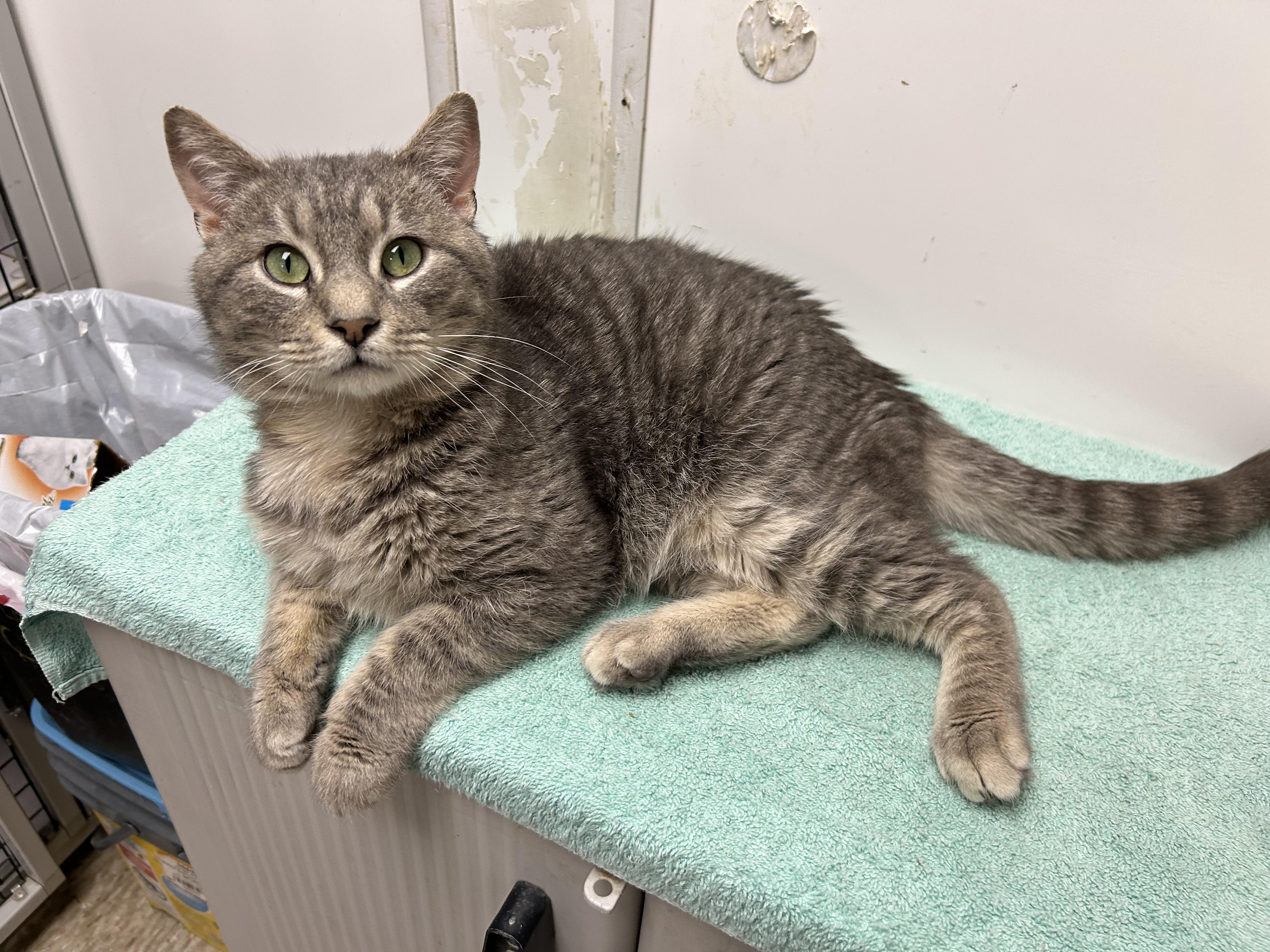 Enlarge Merlin, a ADOPTABLE Domestic Short Hair in White Oak, PA image 3/4