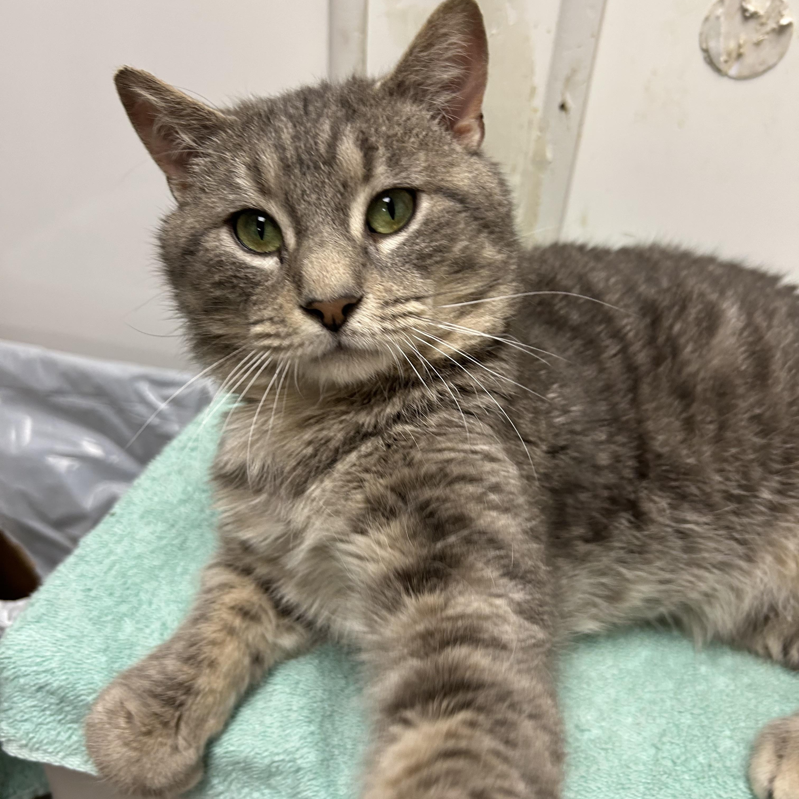 Enlarge Merlin, a ADOPTABLE Domestic Short Hair in White Oak, PA image 4/4