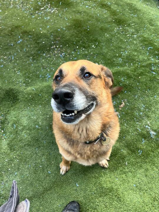 Enlarge Archie, a ADOPTABLE German Shepherd Dog in Coos Bay, OR image 2/5