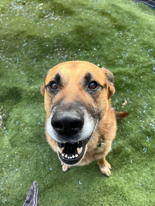 Enlarge Archie, a ADOPTABLE German Shepherd Dog in Coos Bay, OR image 4/5