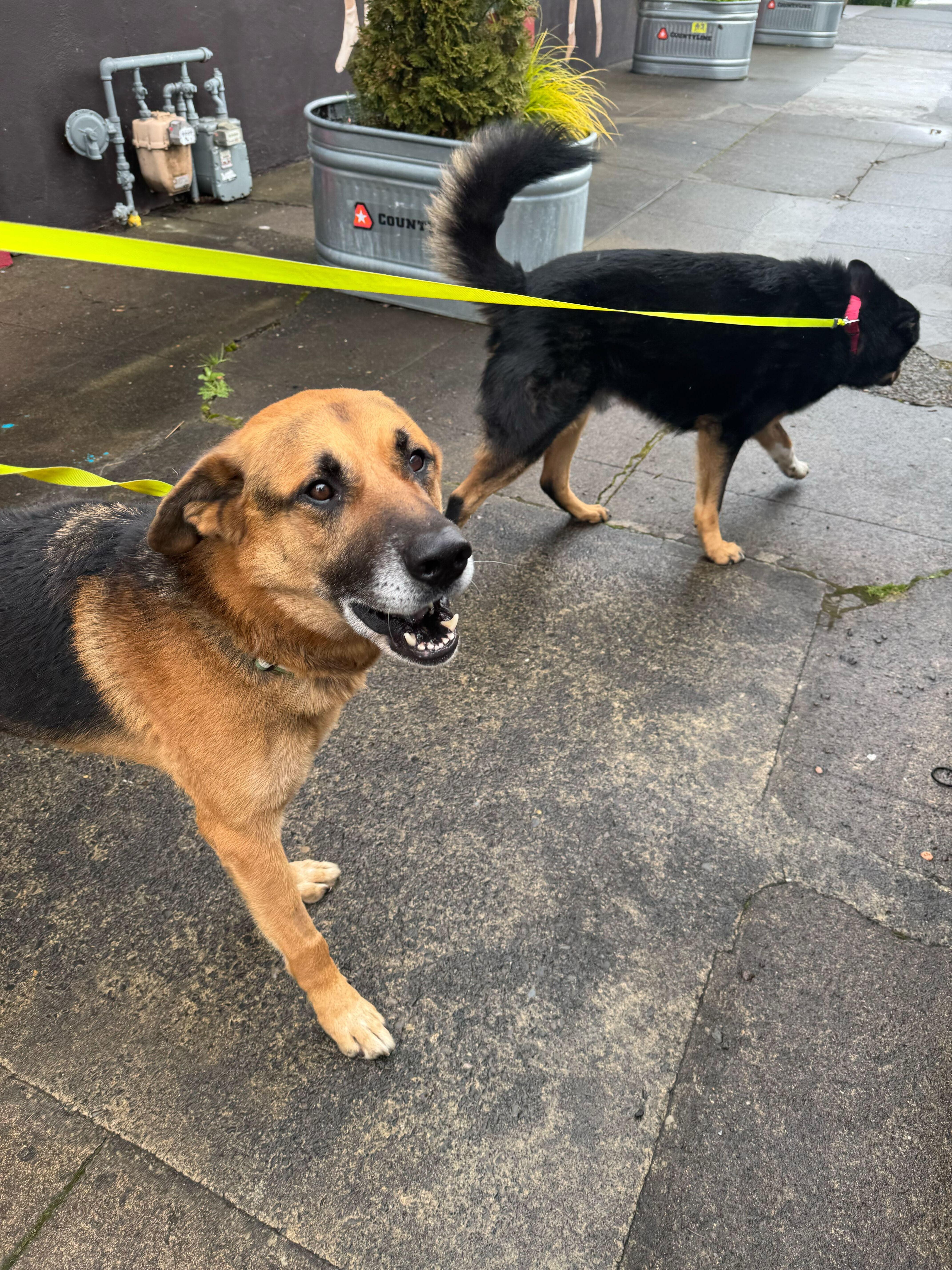 Enlarge Archie, a ADOPTABLE German Shepherd Dog in San Rafael, CA image 4/6