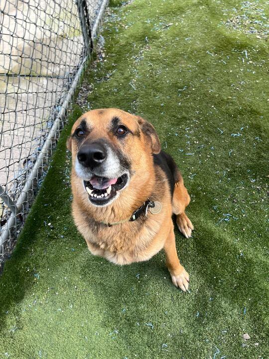 Enlarge Archie, a ADOPTABLE German Shepherd Dog in Coos Bay, OR image 5/5