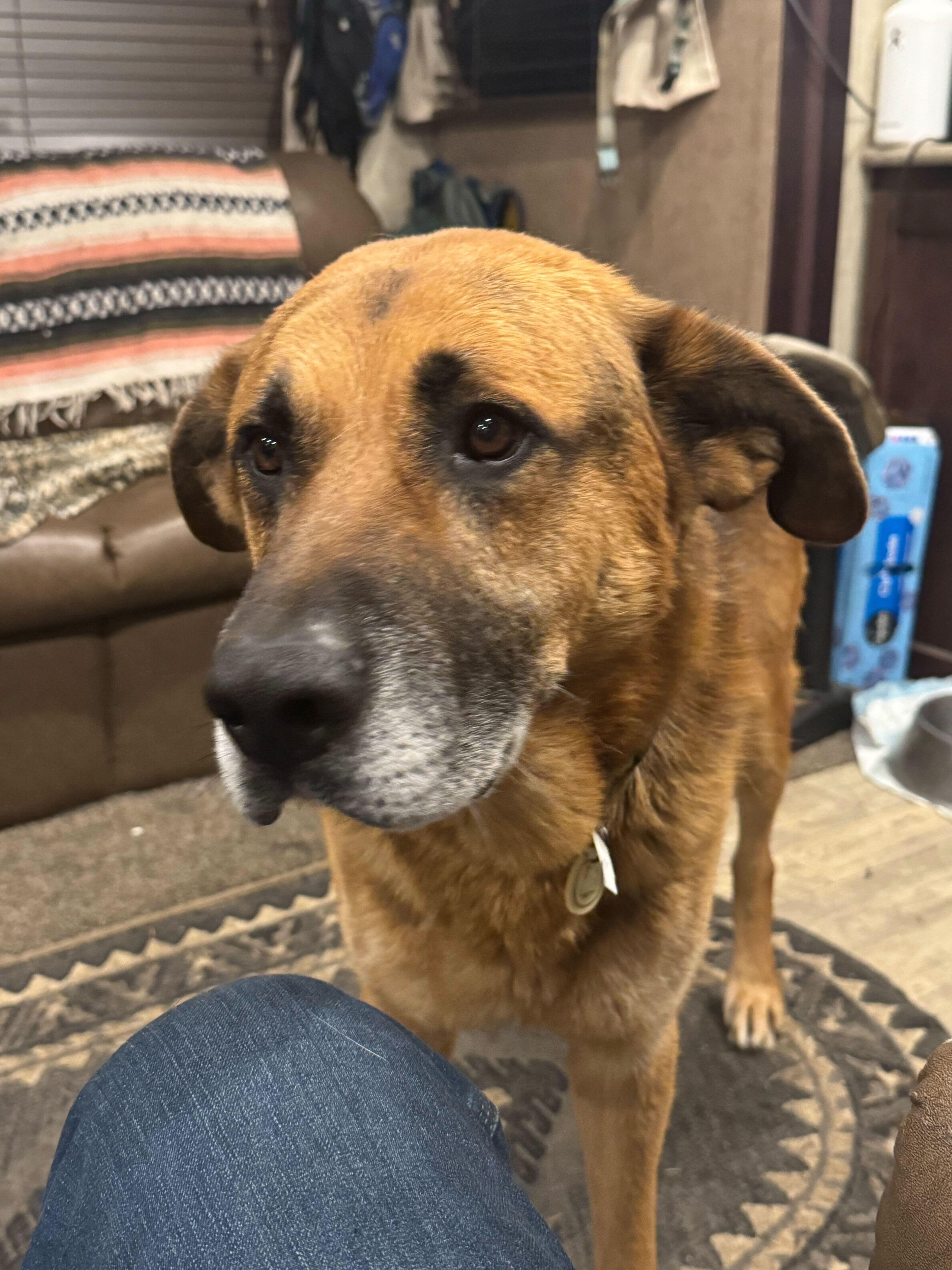 Enlarge Archie, a ADOPTABLE German Shepherd Dog in San Rafael, CA image 2/6