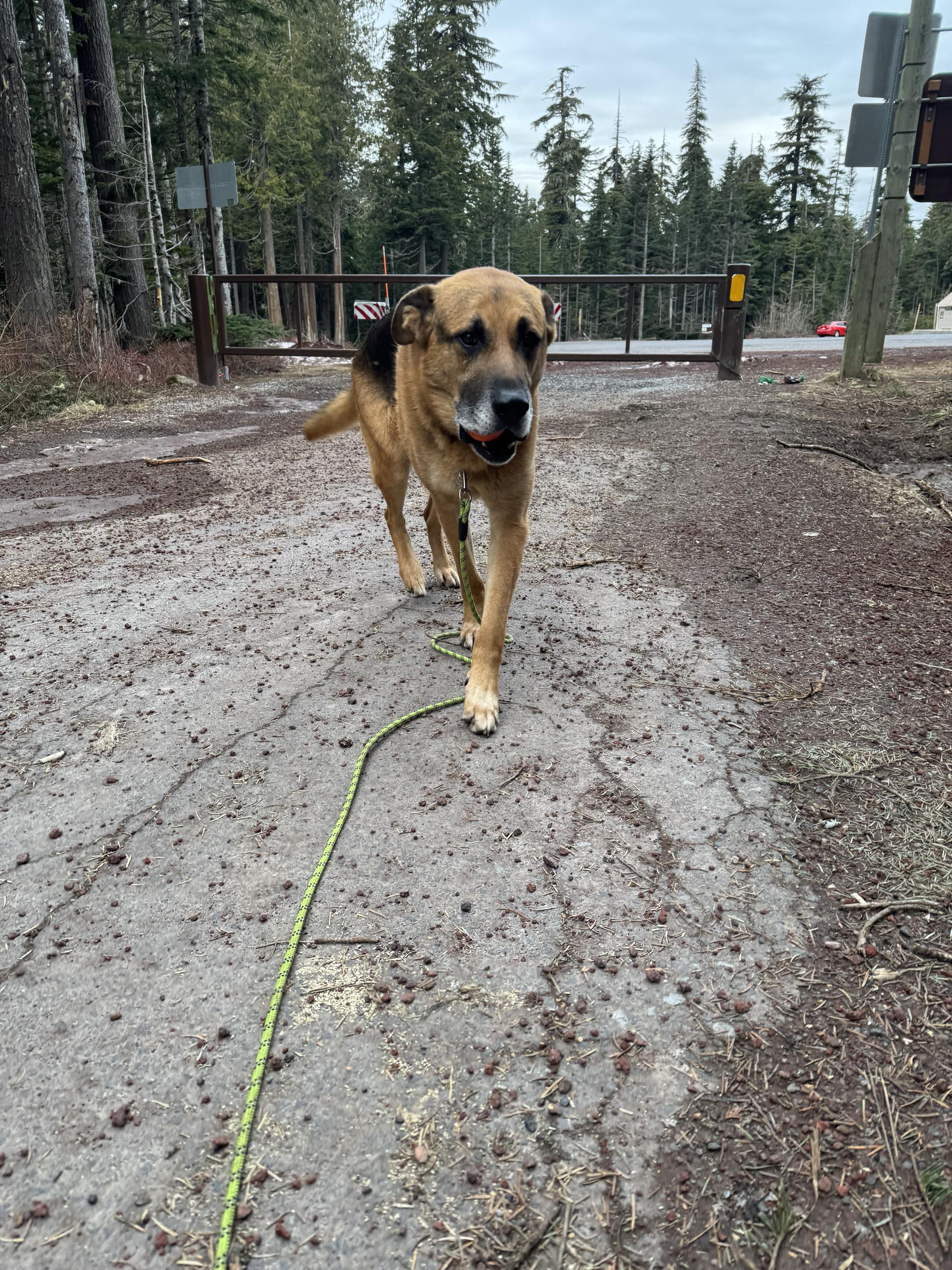 Enlarge Archie, a ADOPTABLE German Shepherd Dog in San Rafael, CA image 5/6