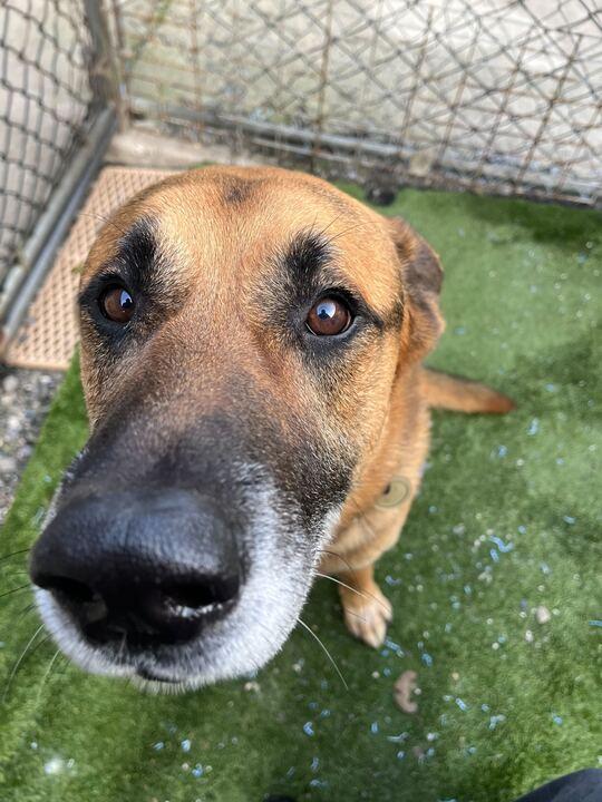 Archie, ADOPTABLE, Adult Male German Shepherd Dog.