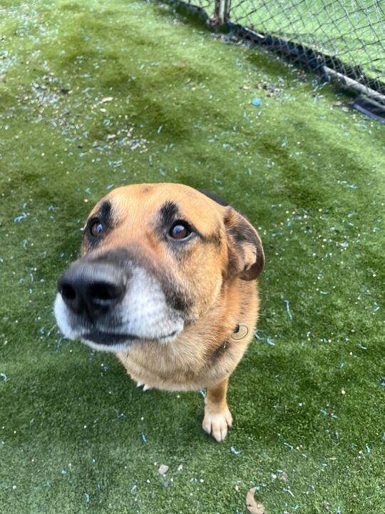 Enlarge Archie, a ADOPTABLE German Shepherd Dog in Coos Bay, OR image 3/5