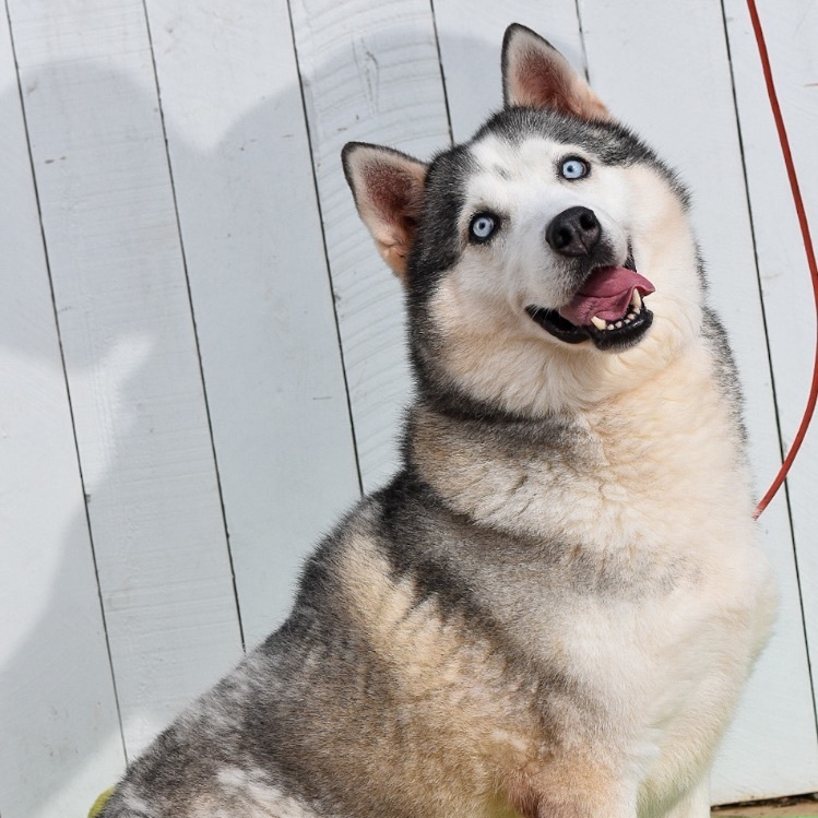 Lala, a Adoptable Husky in Newport Beach, CA image 2/6