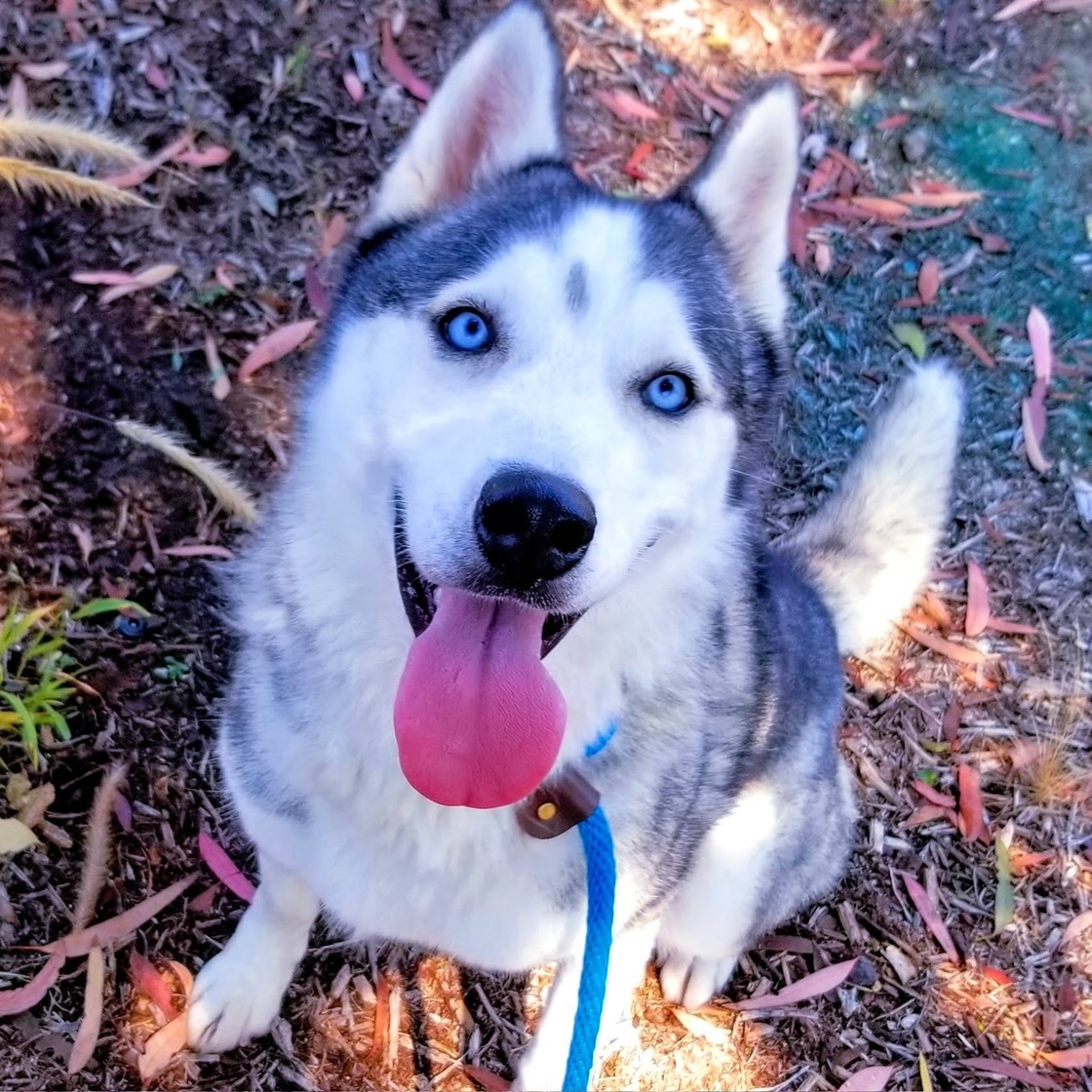 Enlarge Lala, a Adoptable Husky in Newport Beach, CA image 3/6