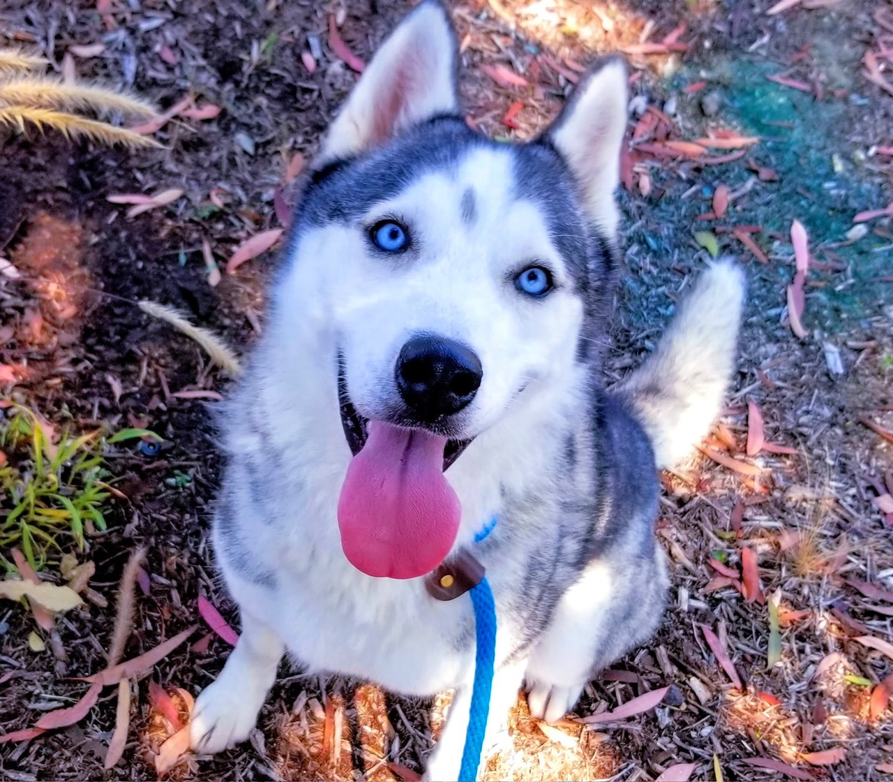 Lala, a Adoptable Husky in Newport Beach, CA image 4/6