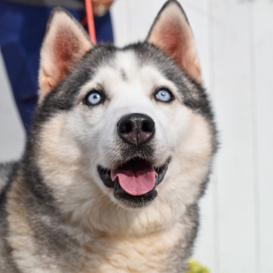 Lala, Adoptable, Young Female Husky.
