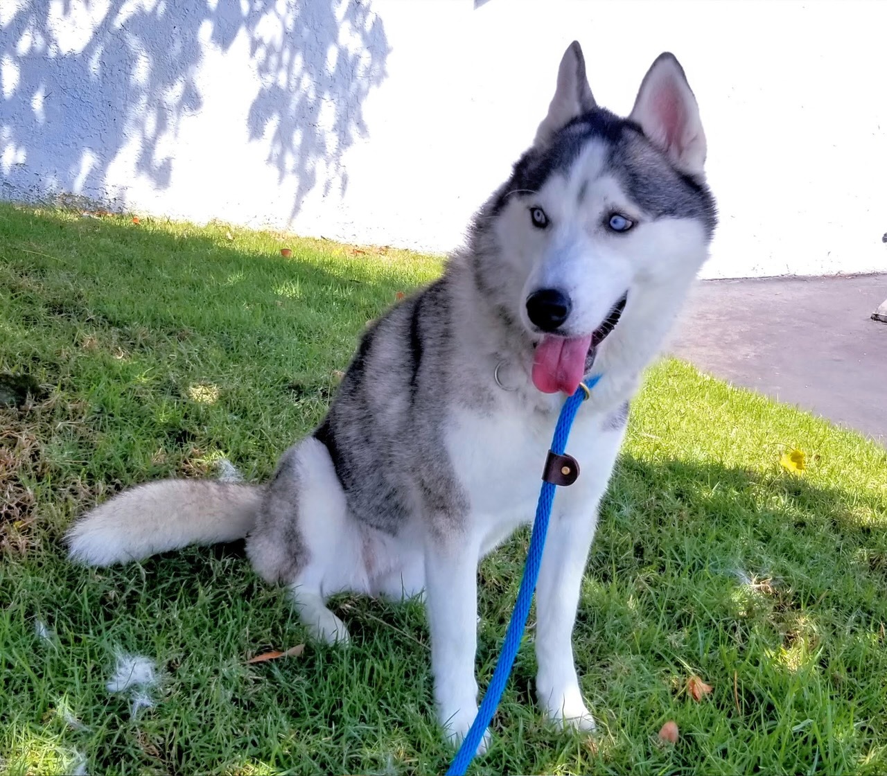 Lala, a Adoptable Husky in Newport Beach, CA image 5/6